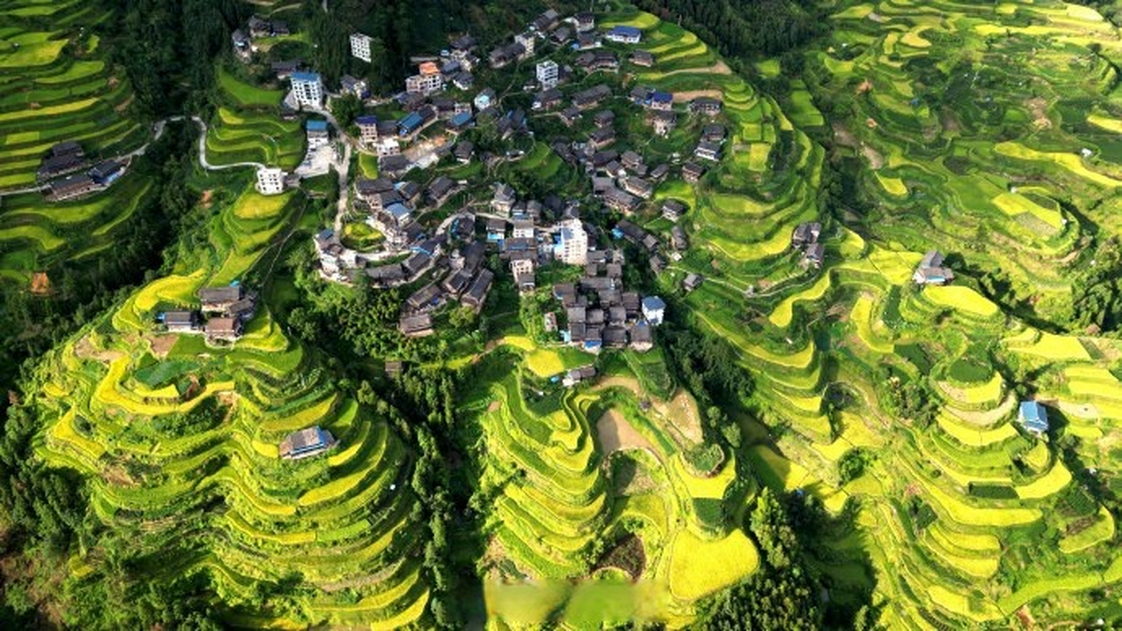 广西梯田一眼治愈强迫症#】秋色正浓,广西三江县独峒镇的高山梯田