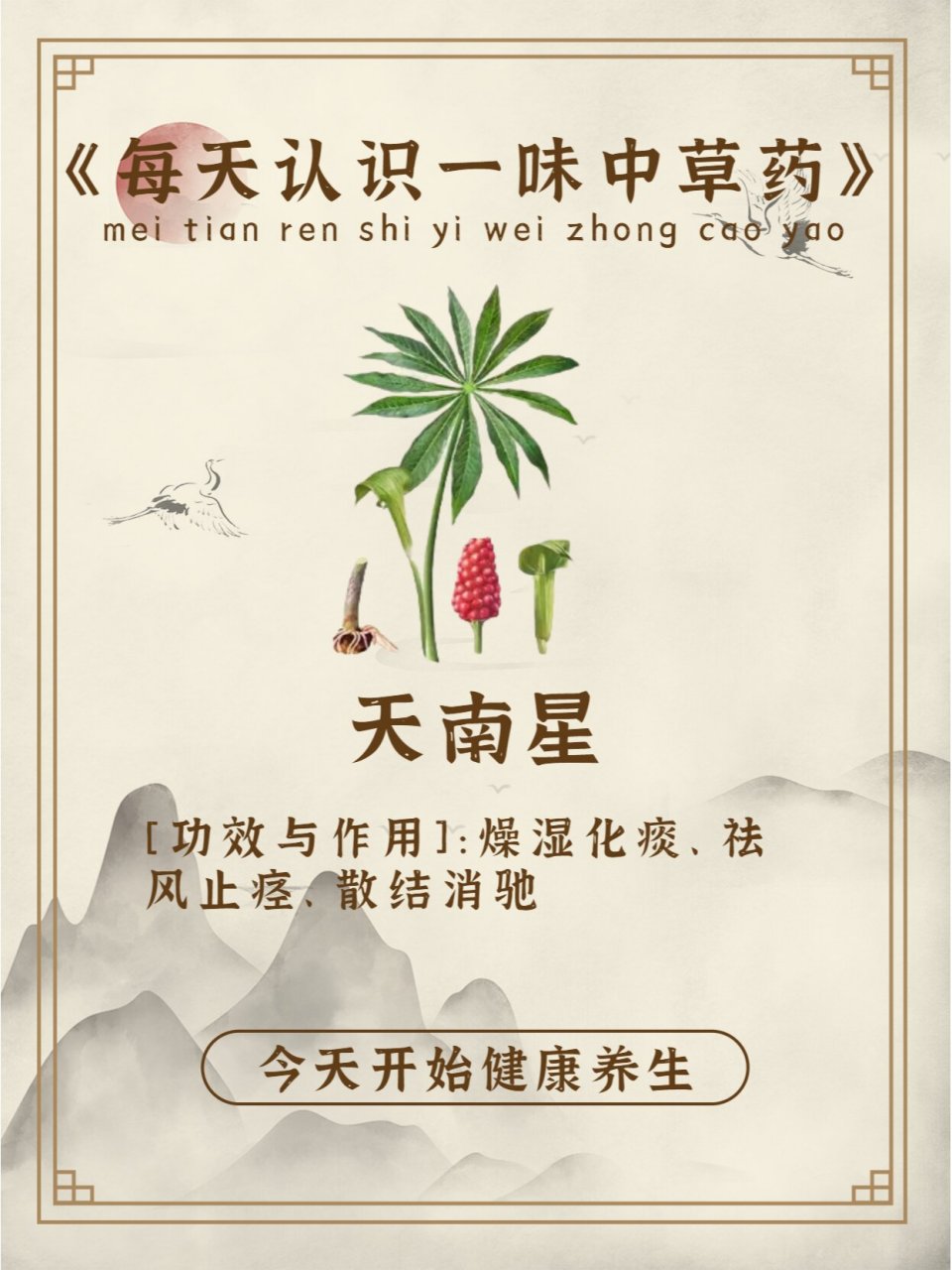 每天认识一味中草药-天南星 91中药名: 天南星 91别名:山苞米,独