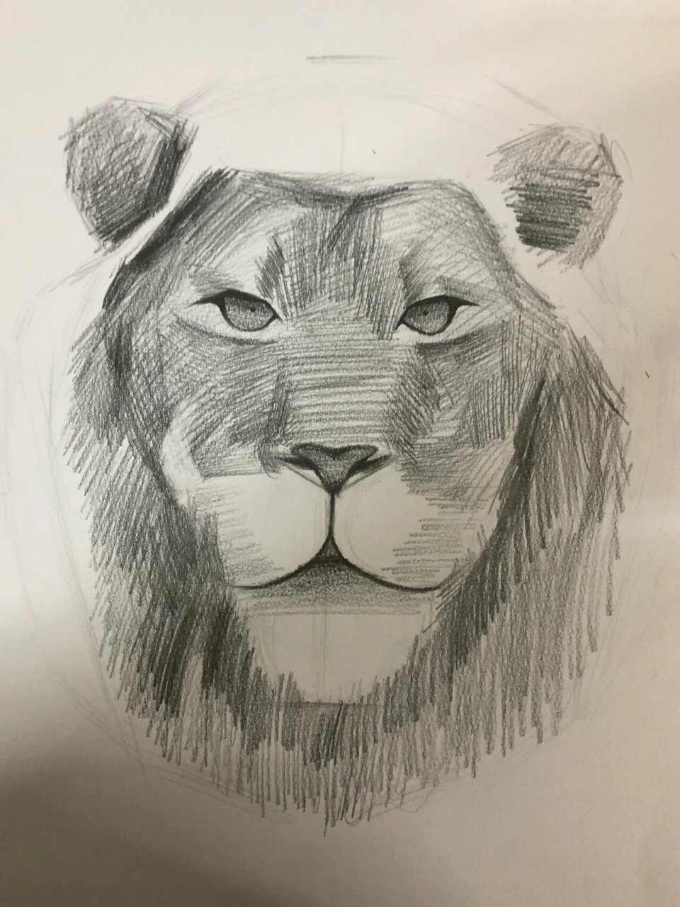 素描手绘 | 狮子03