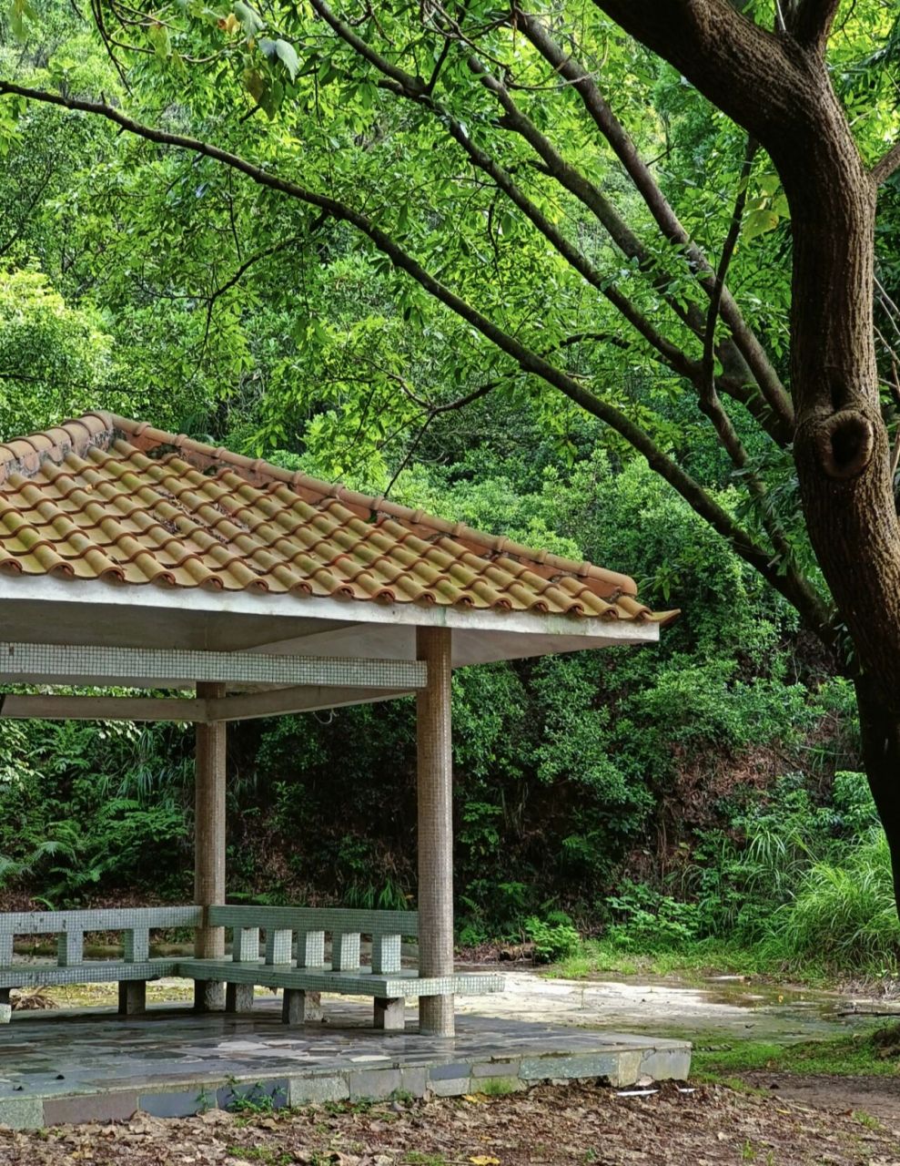 江门森林公园排名图片