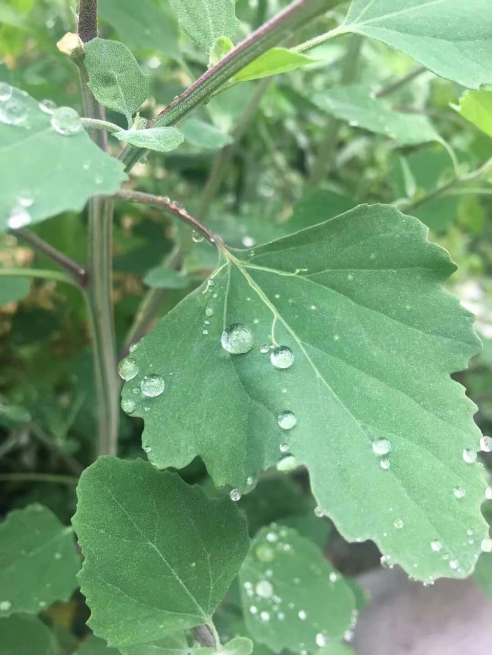 灰灰菜幼苗和嫩茎叶可食用,味道鲜美,口感柔嫩,营养丰富.