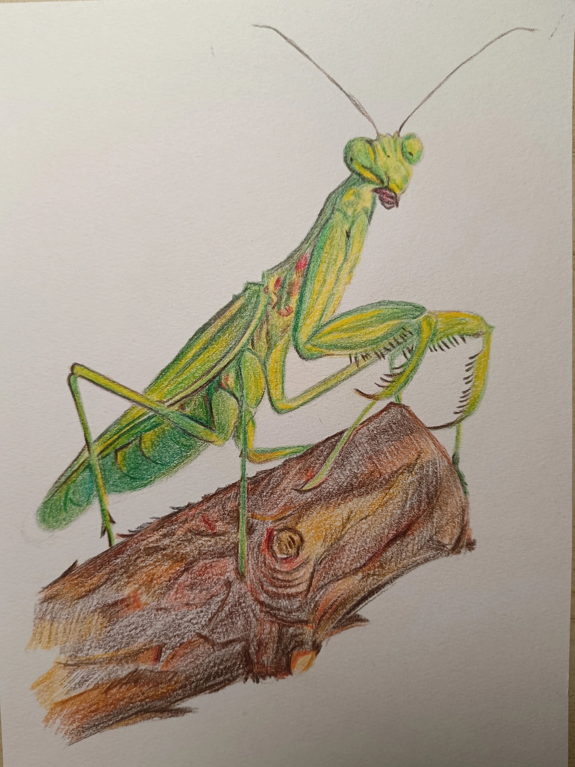 彩铅 - 螳螂 这个树干有些敷衍
