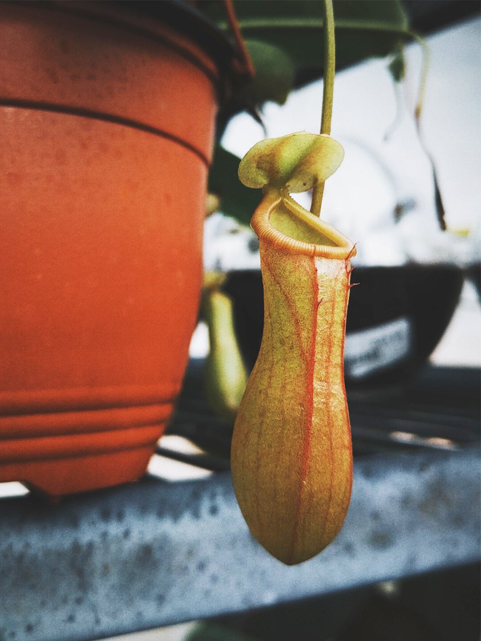 每天一种花草养护知识 | 猪笼草 名:猪笼草/nepenthes mirabilis 科
