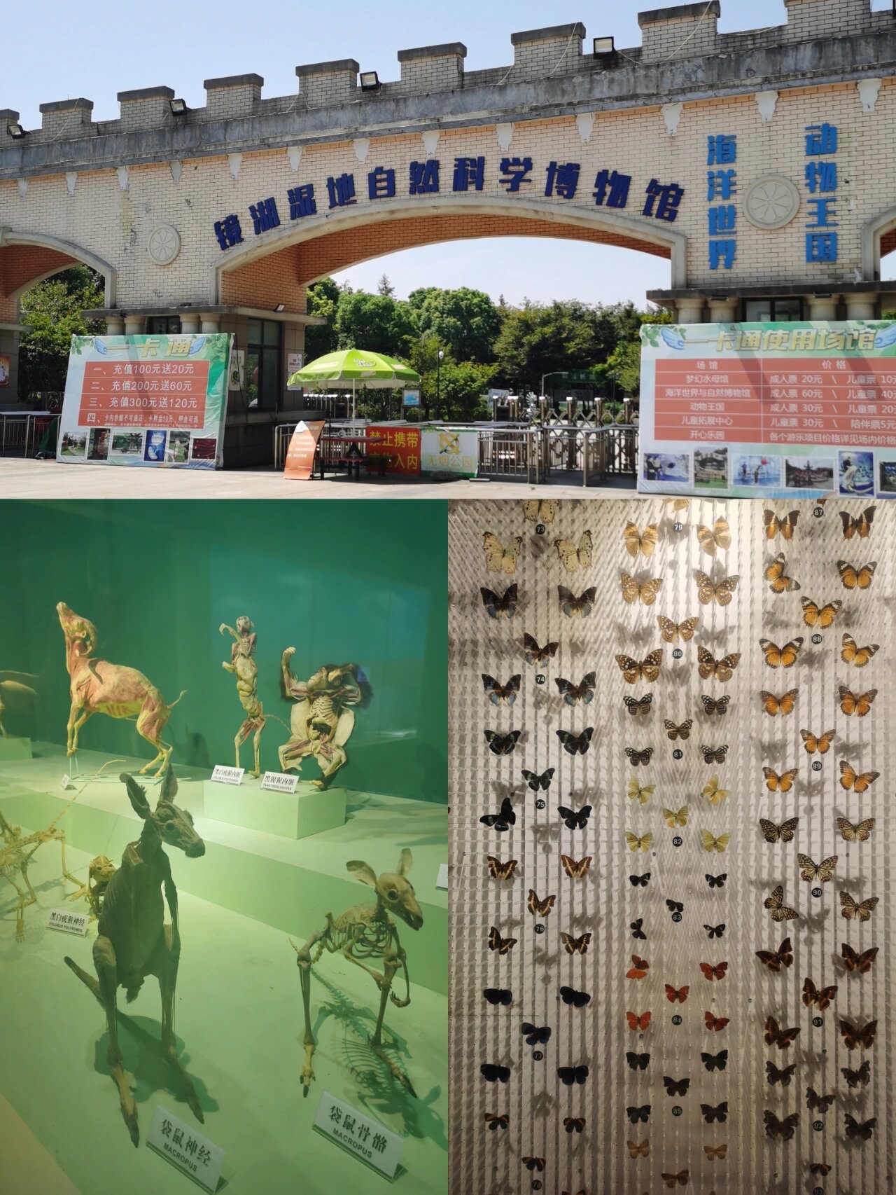 绍兴镜湖湿地海洋世界95|超全攻略91