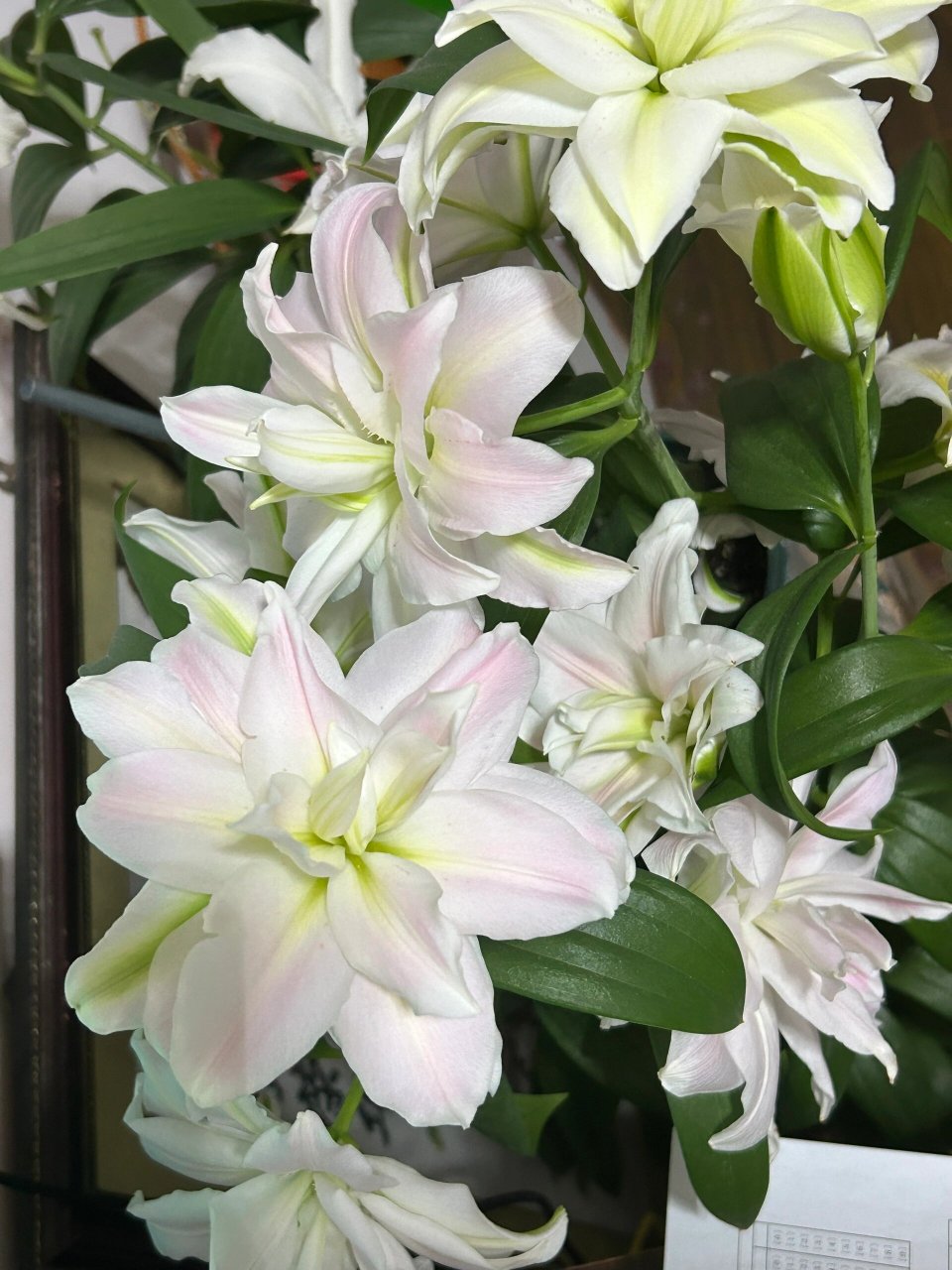 重瓣百合种植攻略 养花日记来啦:种球:重瓣东方百合-伊迪莎,19-21cm