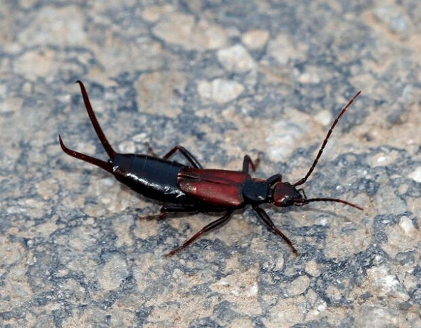 家里的蠼螋是从哪来的 蠼螋一般生活在室外,但是有时也会爬入家里