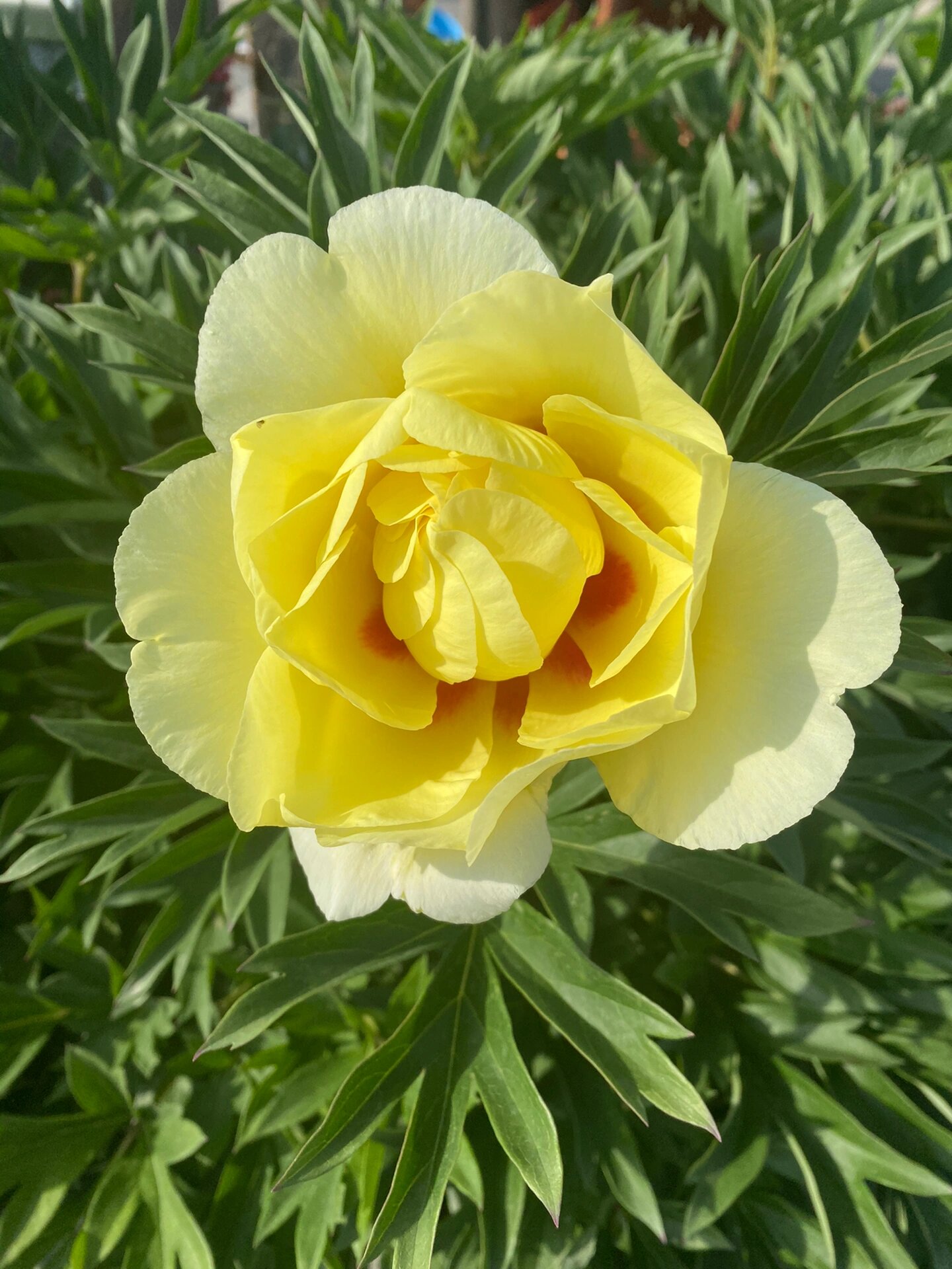 芍药牡丹杂交品种 芭茨拉