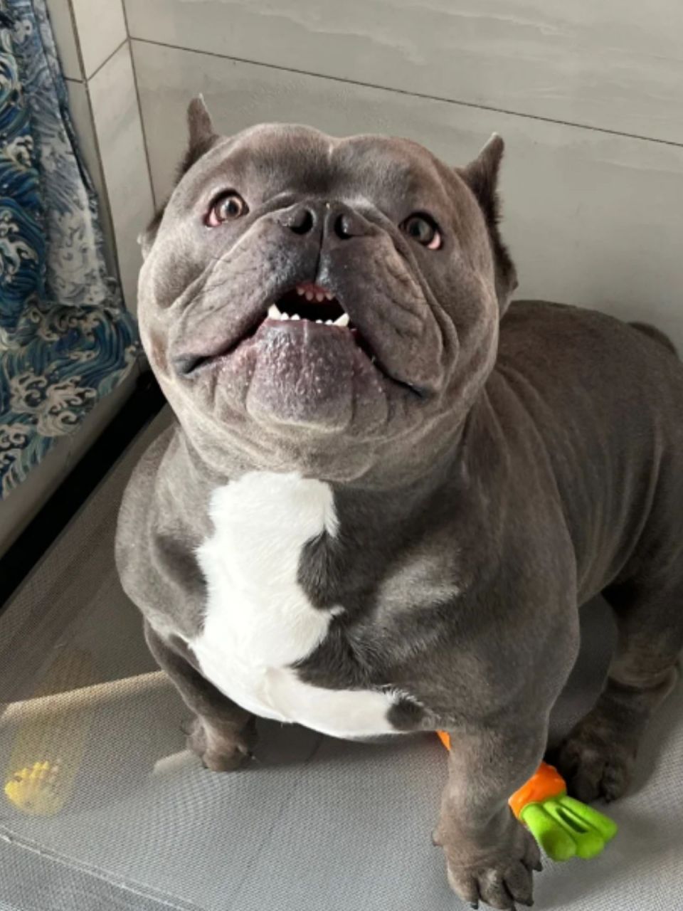 恶霸犬图片 大家好,今天我想和大家分享一些恶霸犬的霸