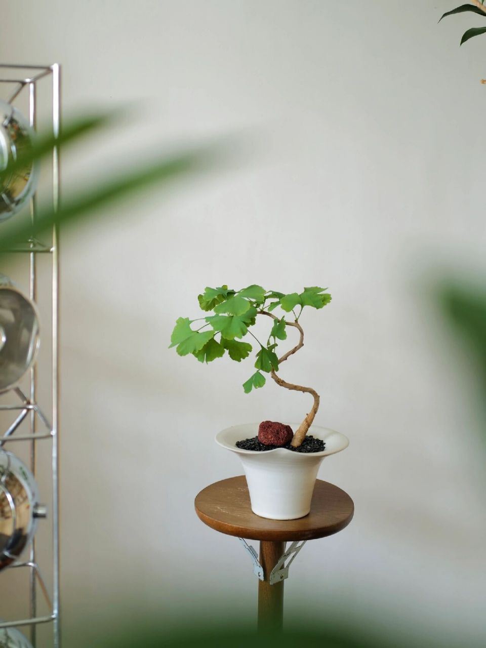 银杏盆栽* 喜欢季节性明显的植物 春天生长 秋天金黄