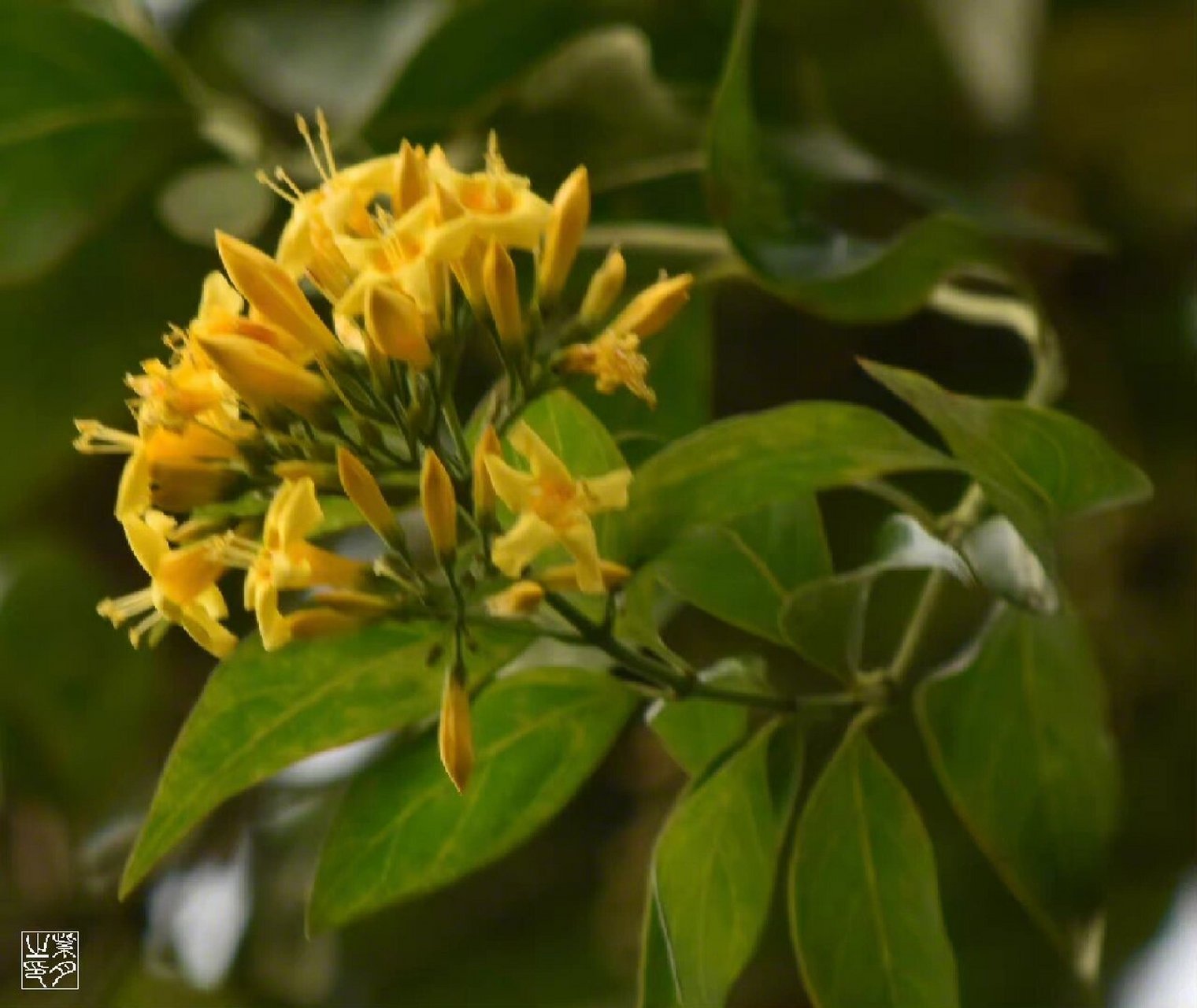 钩吻 ,龙胆目,马钱科.又名胡蔓藤,. 常绿木质藤本,小枝圆柱形.