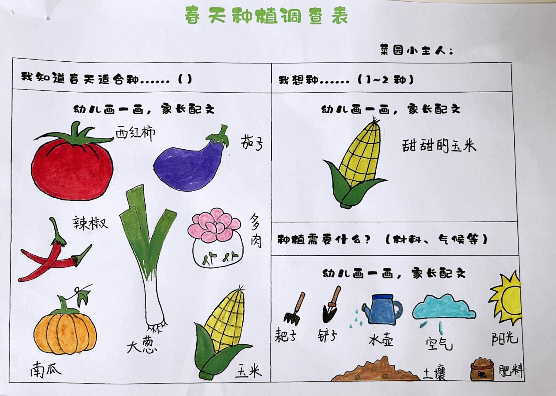 幼儿园植物种植调查表图片