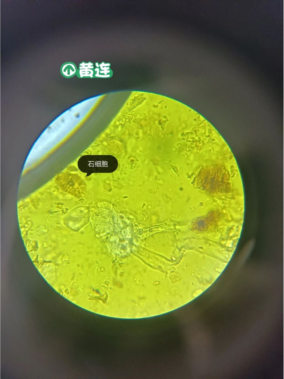 黄柏横切面简图图片