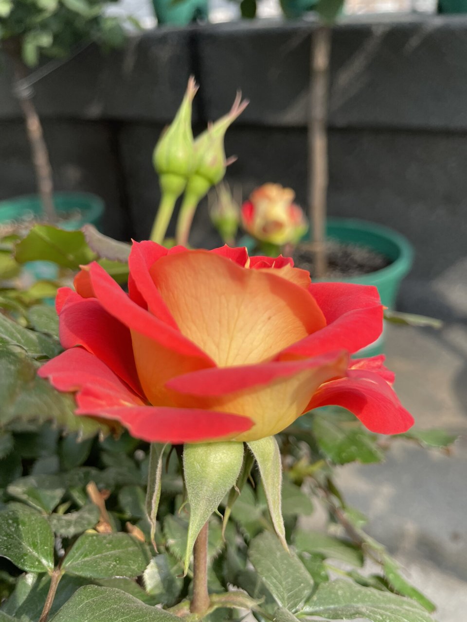 二乔双鱼座阳台月季推荐新手适合养的品种 我的双鱼座今天开了一朵