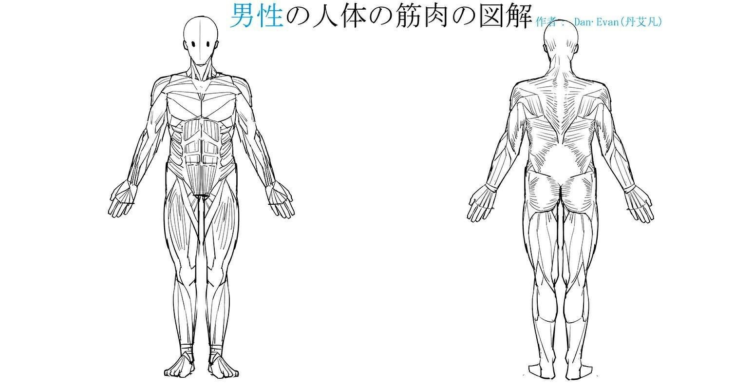 男性和女性人体的肌肉和图解简化绘法