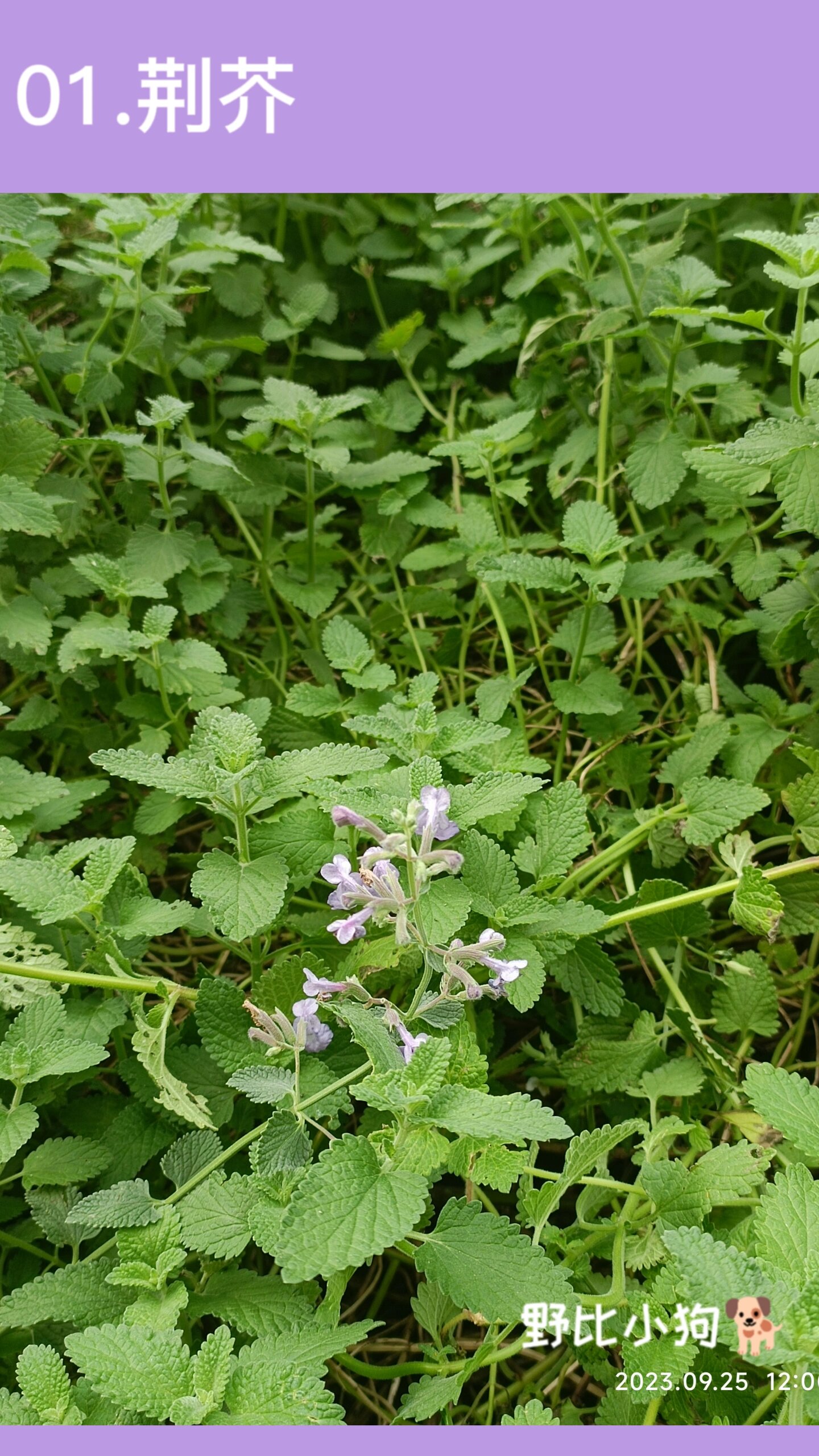 荆芥真实图片