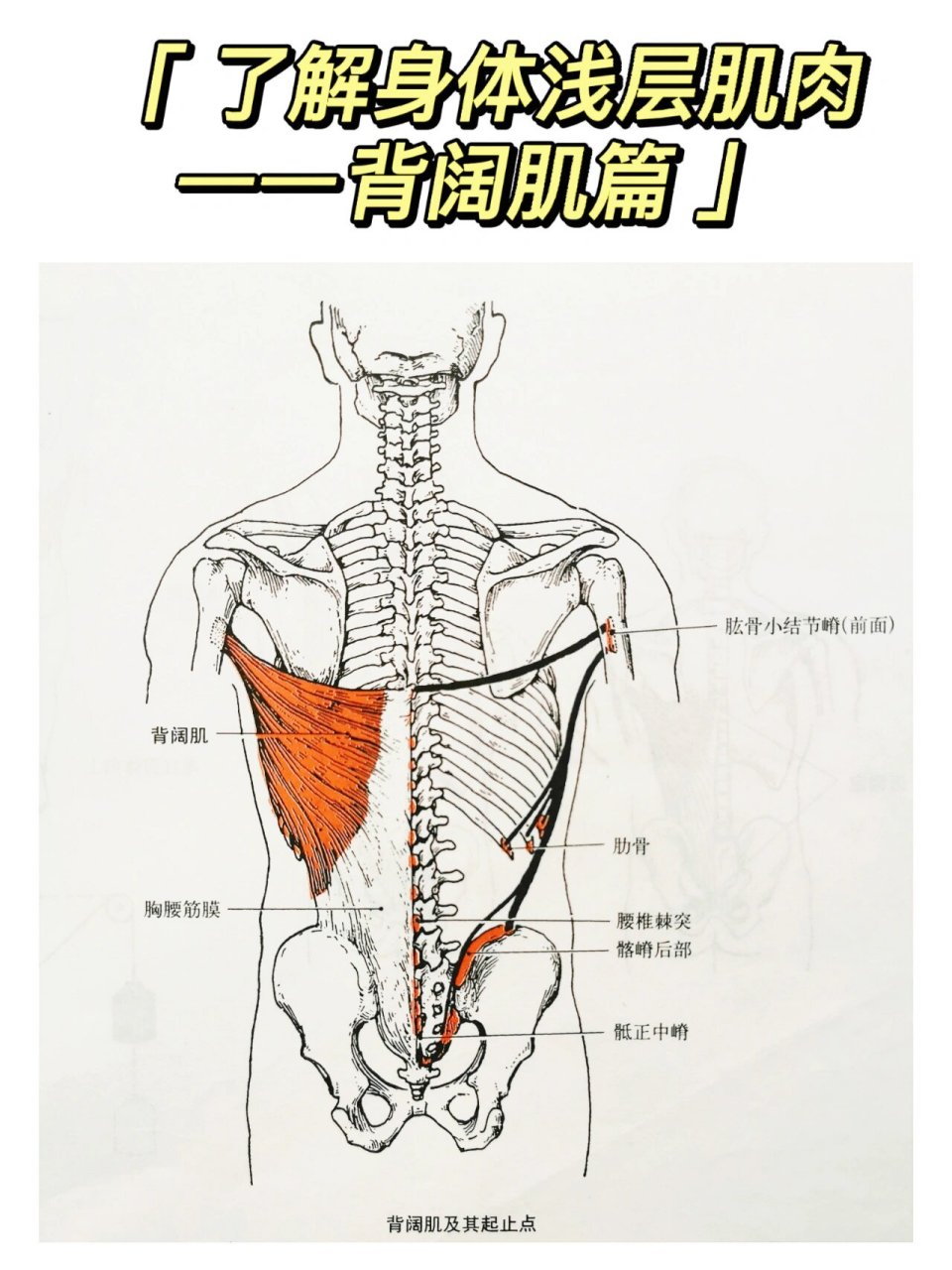 背部肌肉群图解图片