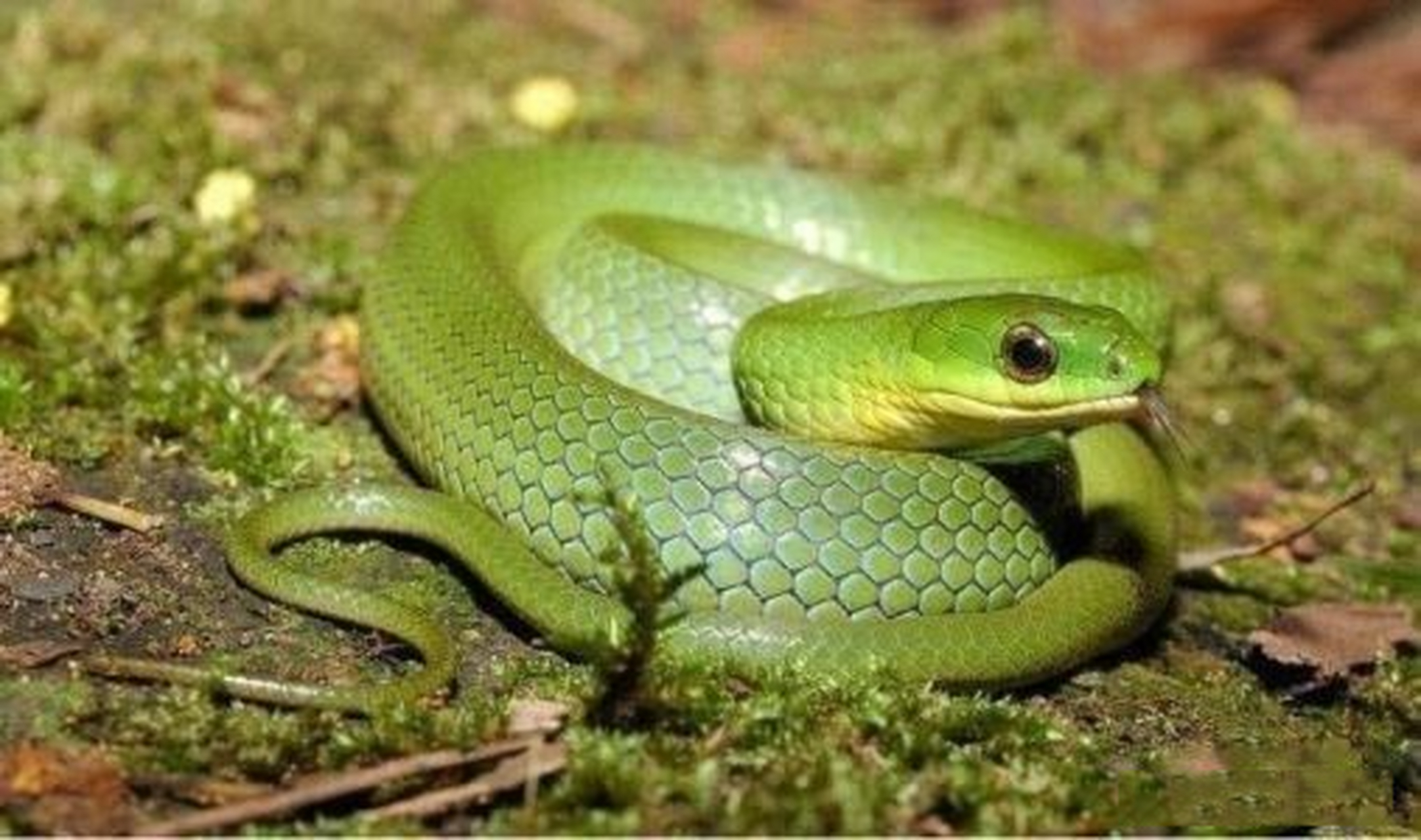 老人家说蛇怕胭脂花 自然界中,蛇虽说不上是凶猛动物,但它的形状和