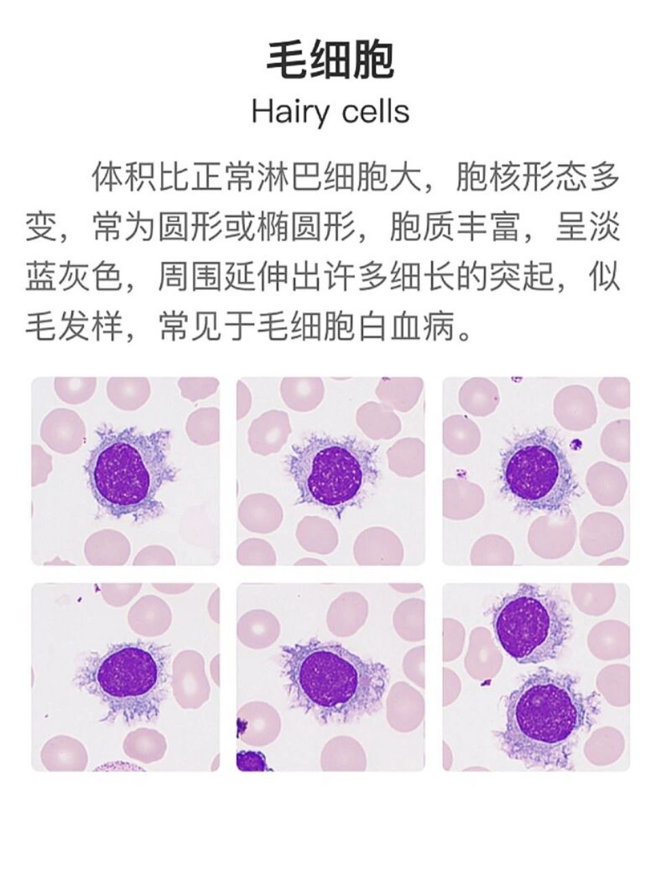 细胞核的基本形态图图片