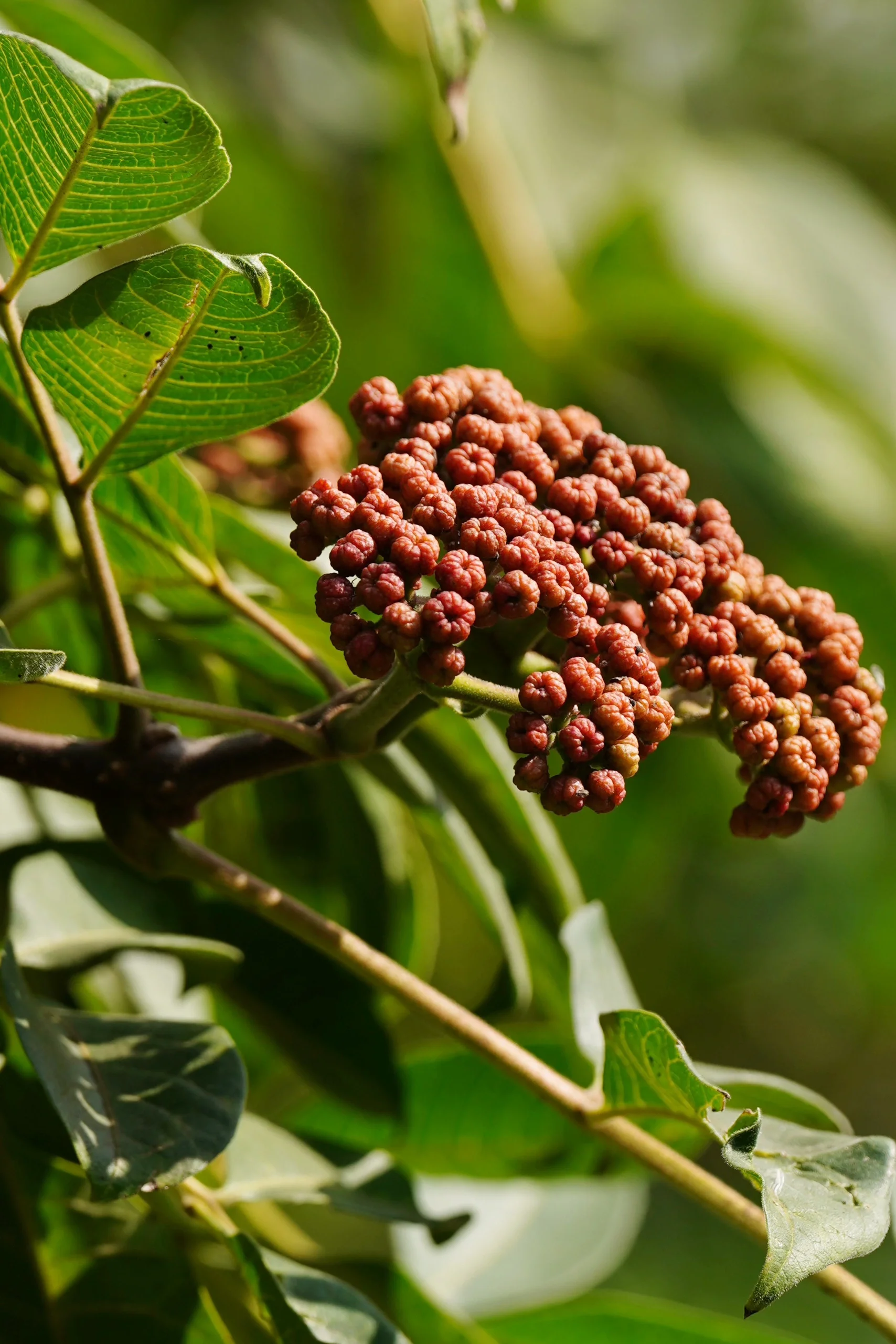 茱萸主要有两种,一种是山茱萸科的山茱萸;另一种即是芸香科吴茱萸