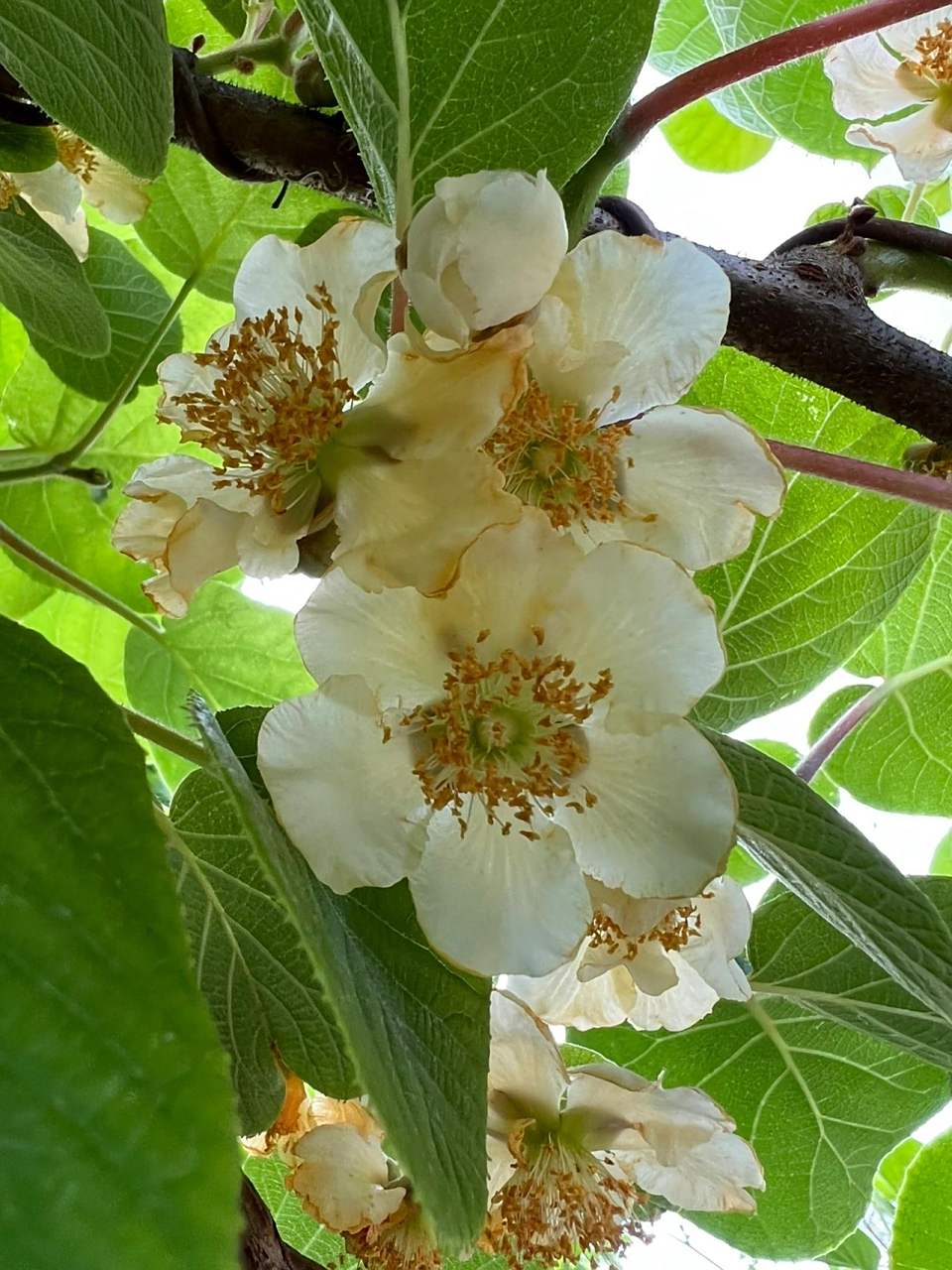 这个猕猴桃花是公花还是母花?