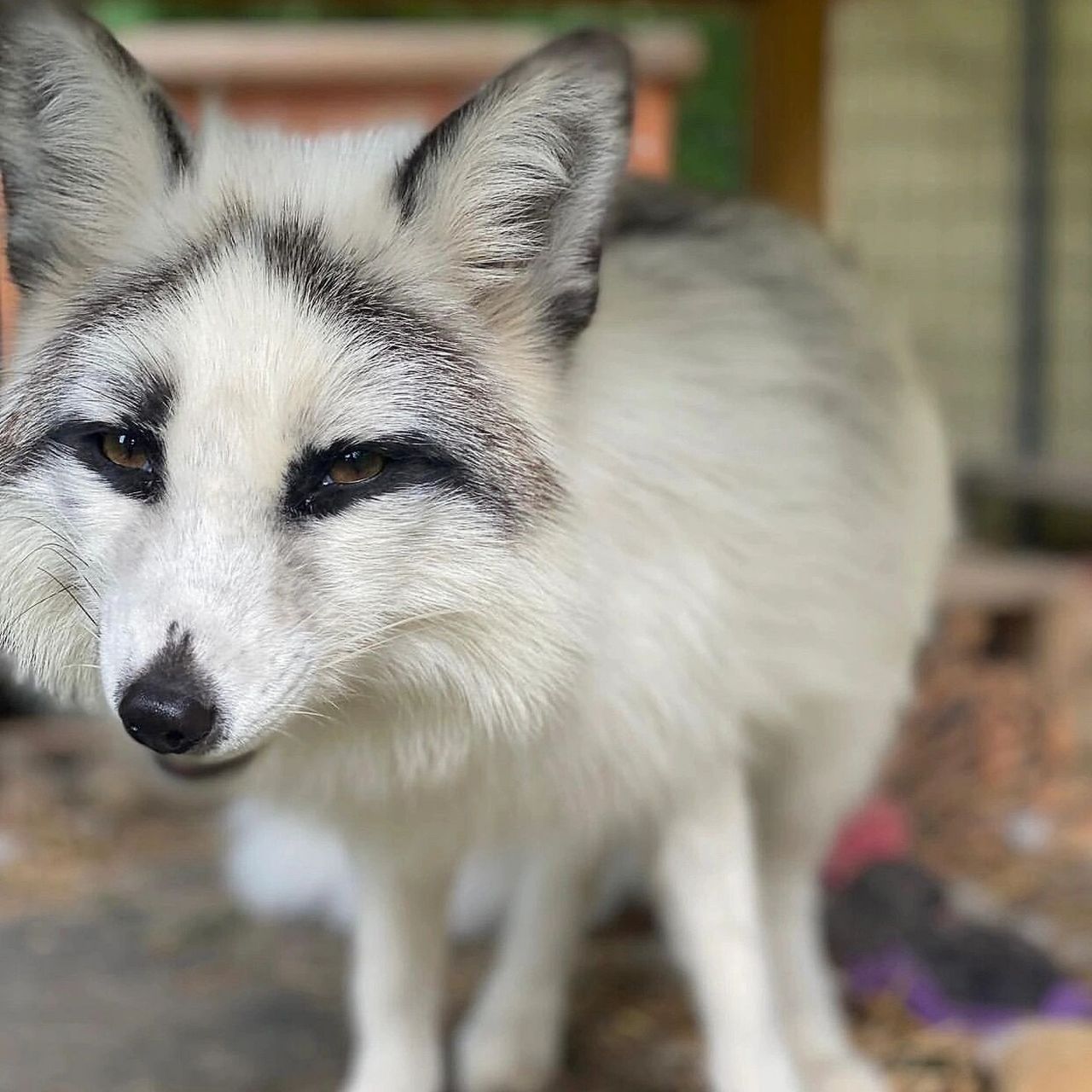 【熊猫狐】 熊猫狐(这个名字最早是国内"上海异宠"起的) 又叫大理石狐