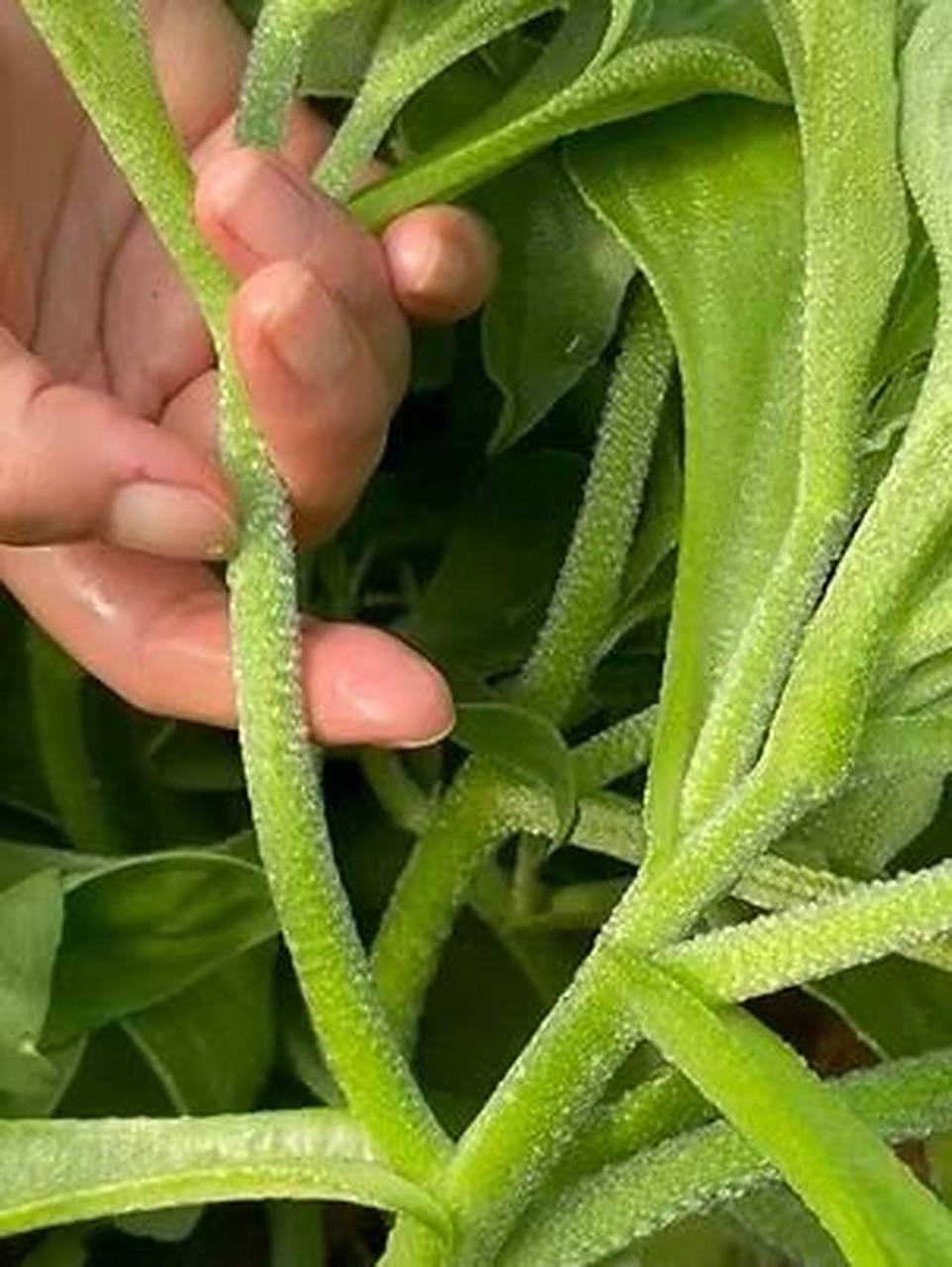 冰菜种植及日常管理方法 冰菜又名冰草,它全身长满冰晶,就像蒙着一层