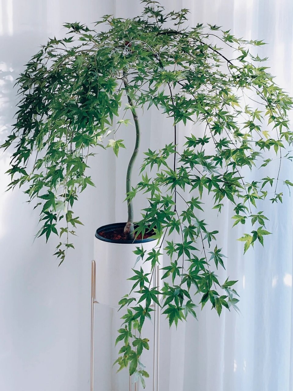 小森林|家居绿植 新"网红"  流泉枫 家中有片"小森林"真的太美太治愈