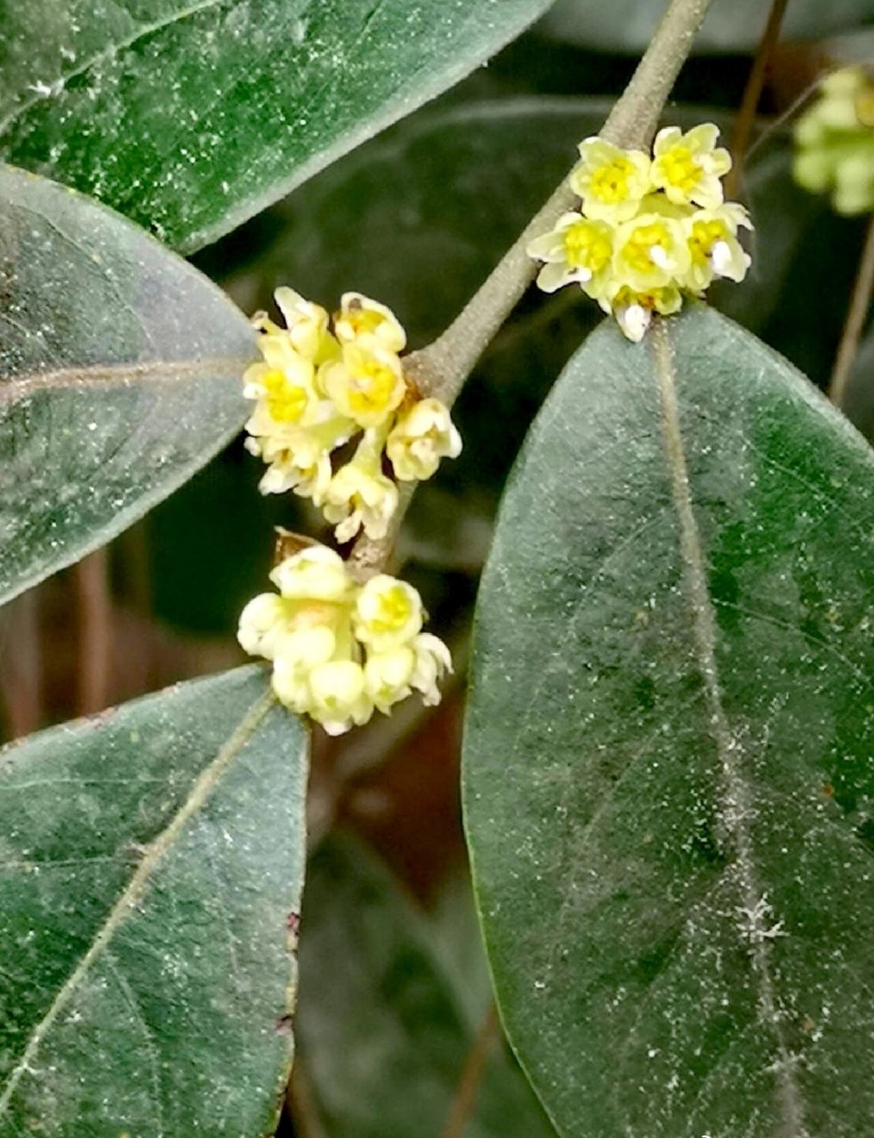 香叶树的叶揉碎后,真的是香.