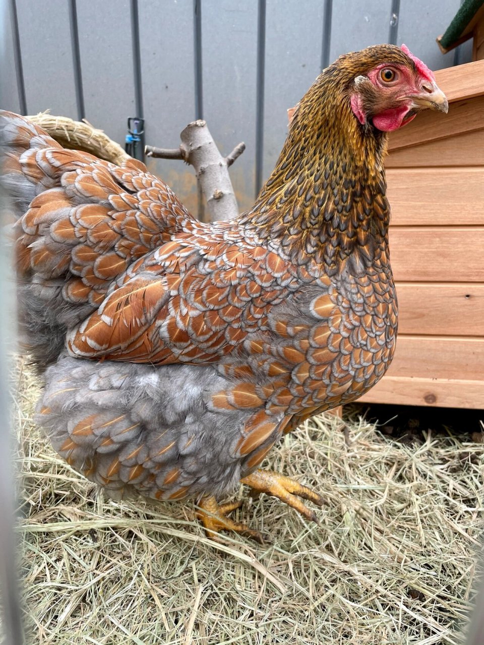 怀特鸡 土鸡 狮头鹅