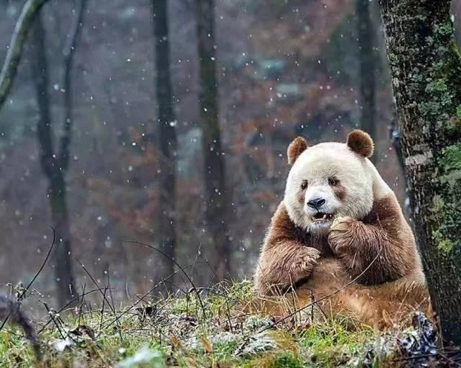 前幾天,大熊貓樓阿寶挑釁鄰居巧克力熊七仔,氣得七仔伸嘴巴過來咬樓