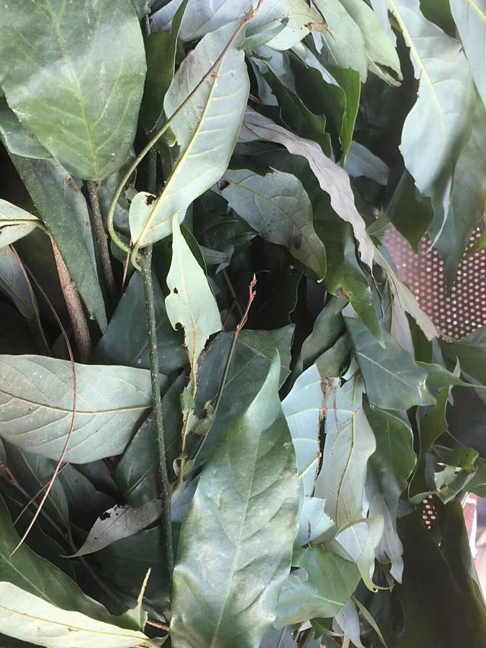 这植物叫酒饼叶,果实能吃,叶子能制作酒曲 假鹰爪别名山鸡爪黄,山指甲