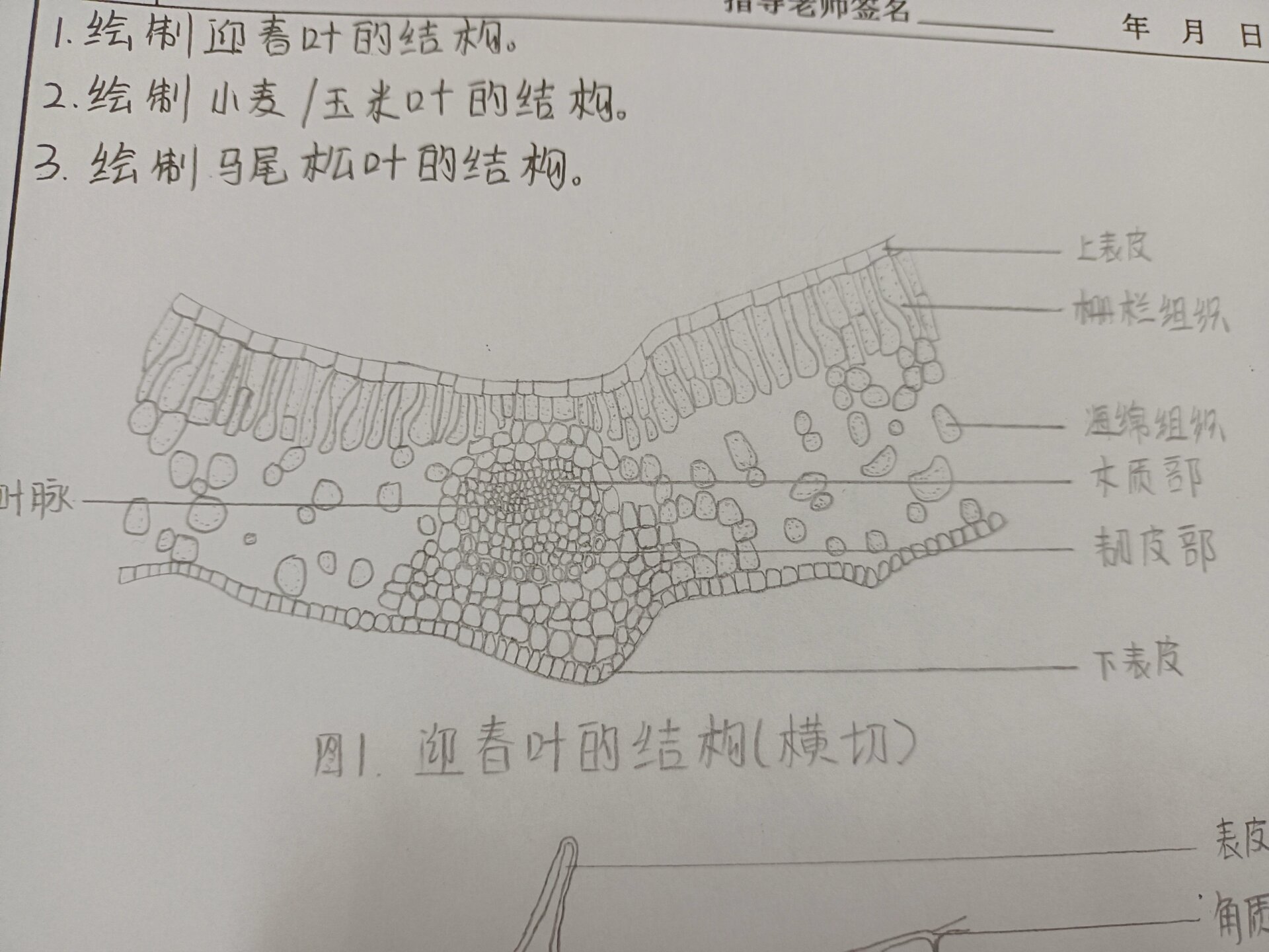 玉米叶片横切结构图图片