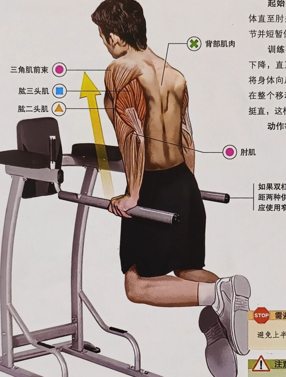 手臂训练之双杠臂屈伸 起始姿势:抓住双杠,向上引体直至肘关节完全