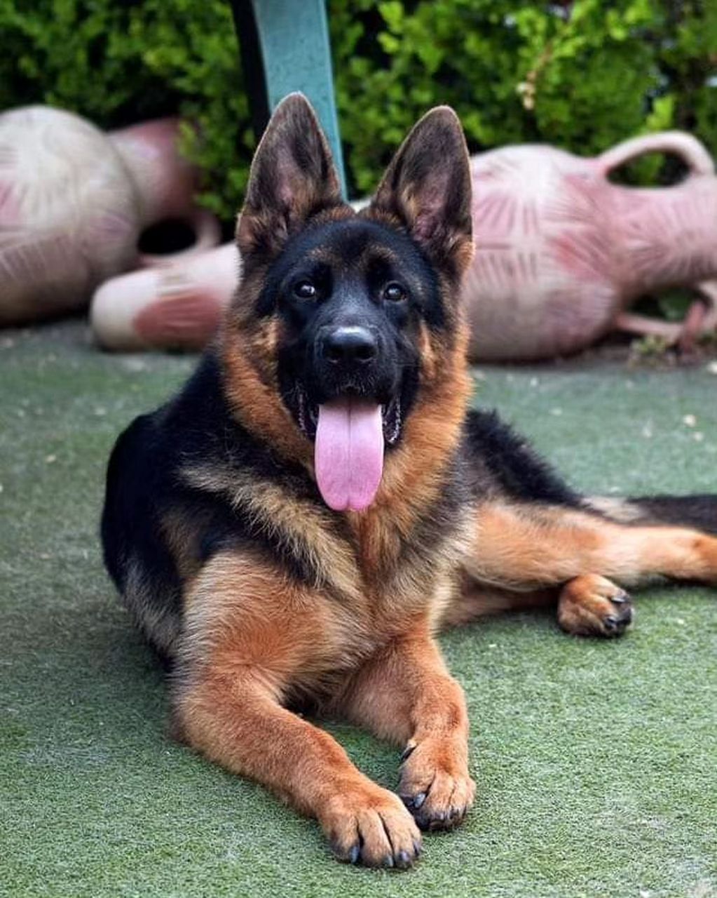 正规德国牧羊犬出售——选择您的理想伴侣 本基地常年