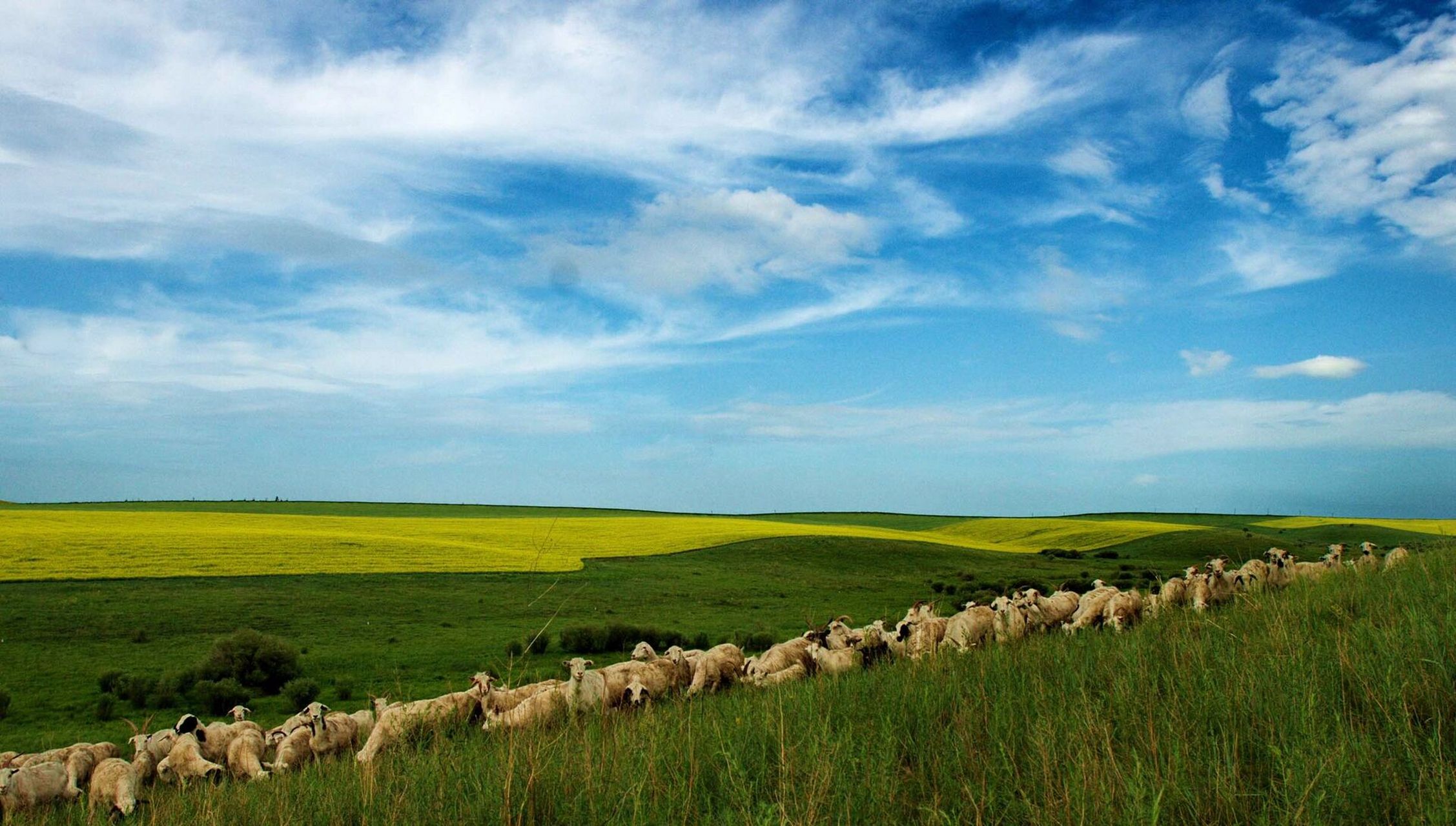 沈阳人身边的草原德力格尔草原 德力格尔是蒙语,意思是鲜花绽放,开阔