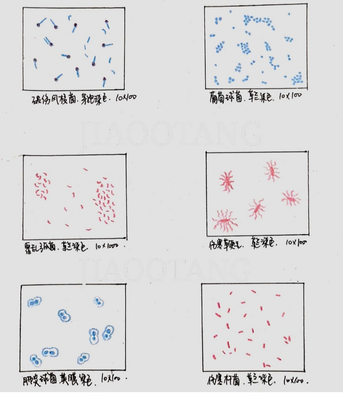 破伤风梭菌/芽孢(芽孢染色)95注意孢头是红色 2.