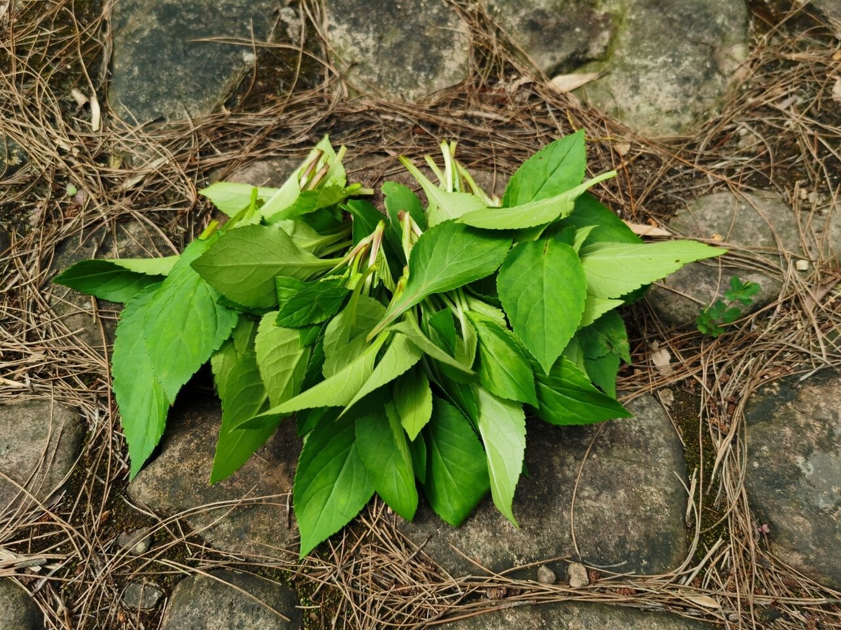 野菜苦叶菜图片大全图片