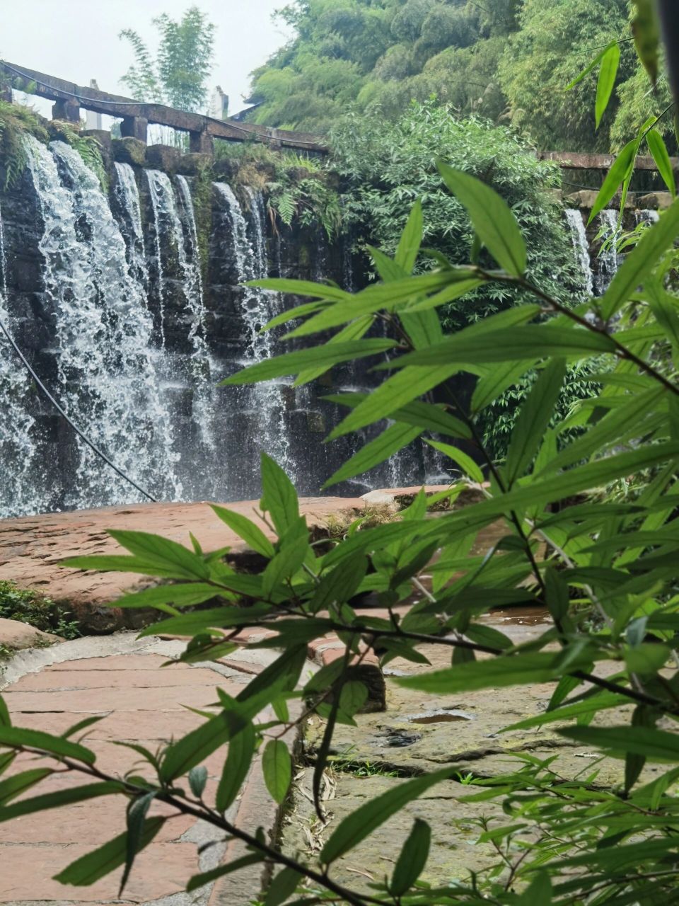 宜宾|蜀南竹海中华熊猫苑|七彩飞瀑 这里要开始野培了,希望基地和中心