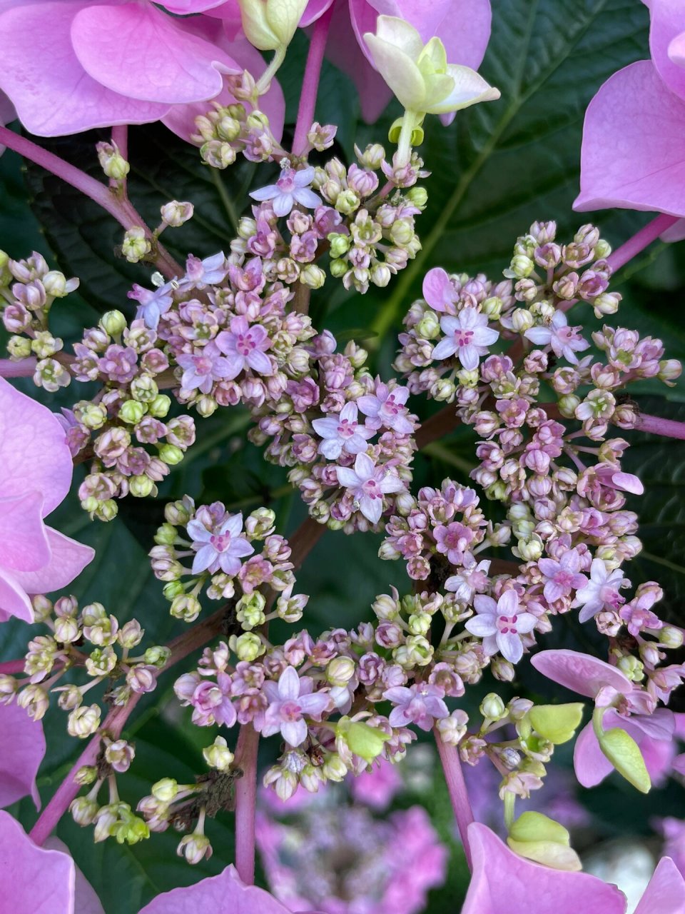 头花绣球完全可以种成一棵树 邻居两年前送的,直接种门口了,当时还不