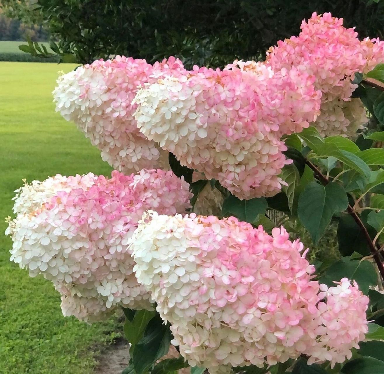 圆锥绣球"香草草莓""石灰灯",最值得养 圆锥绣球"香草草莓""石灰灯"