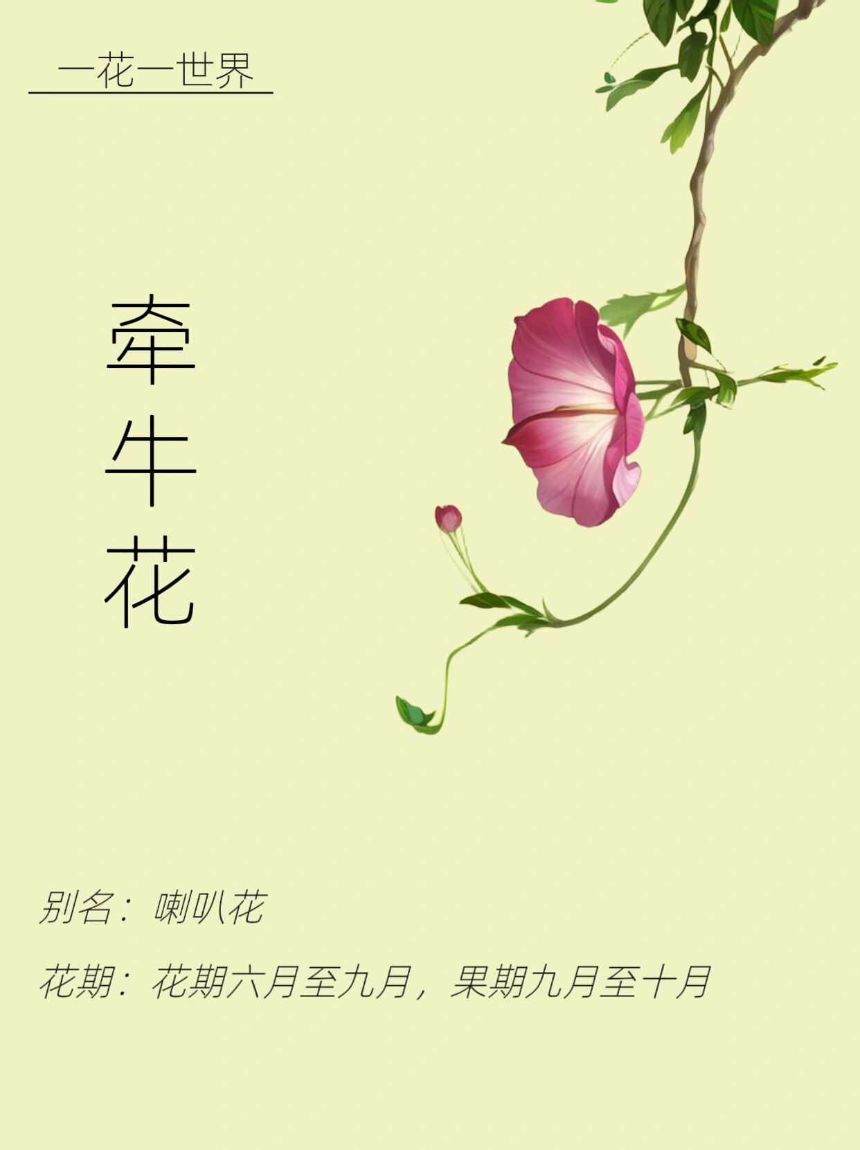 牵牛花为什么叫牵牛花图片