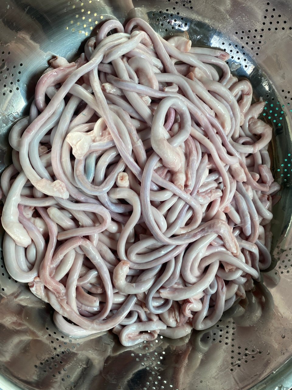 猪鞭 冻干猪鞭洗干净装盘准备制作#宠物冻干# #自制宠物零食# #宠物