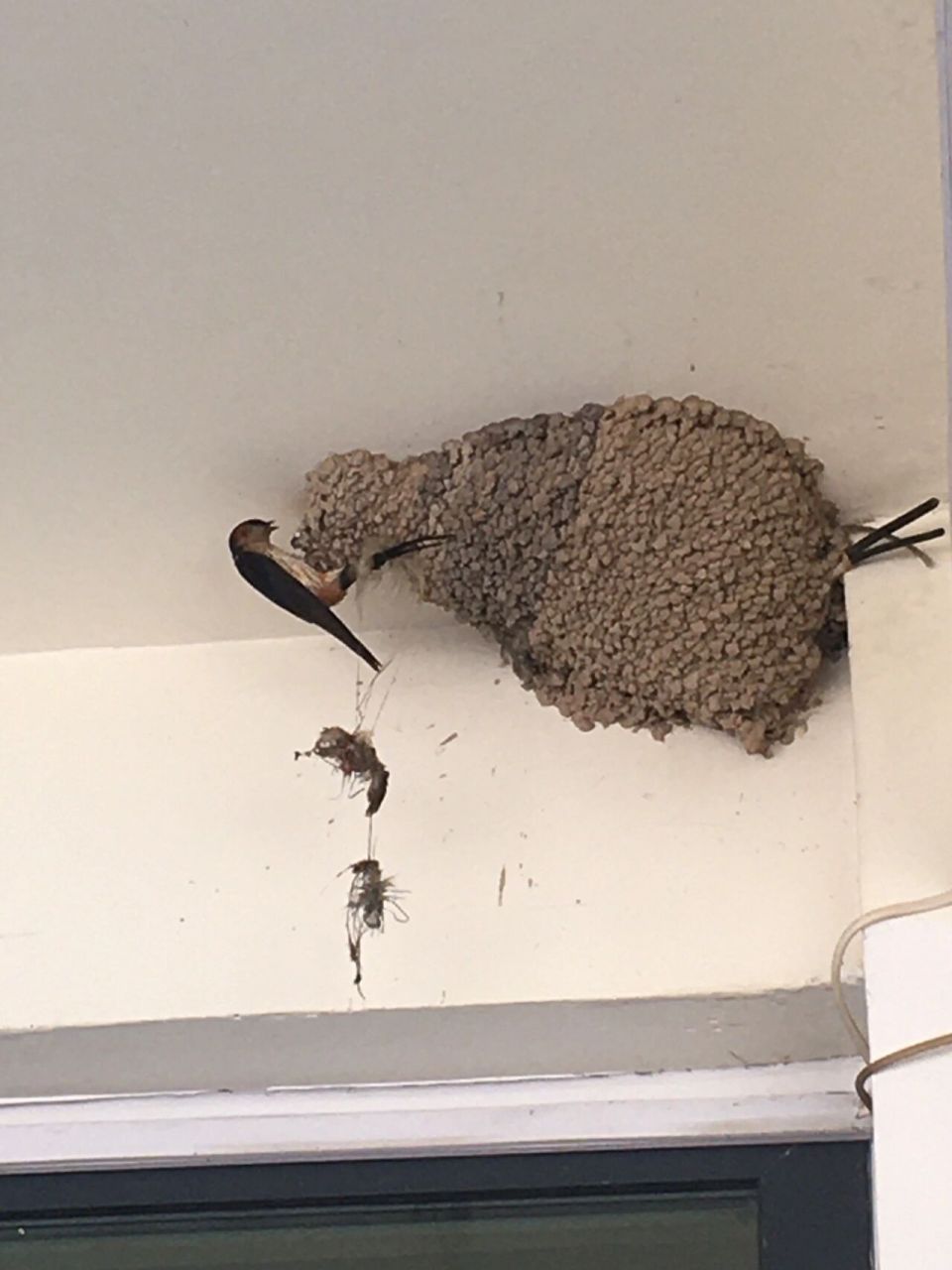 小燕子窝 燕子把巢筑在了临街商铺的屋檐下成燕真的很大一只