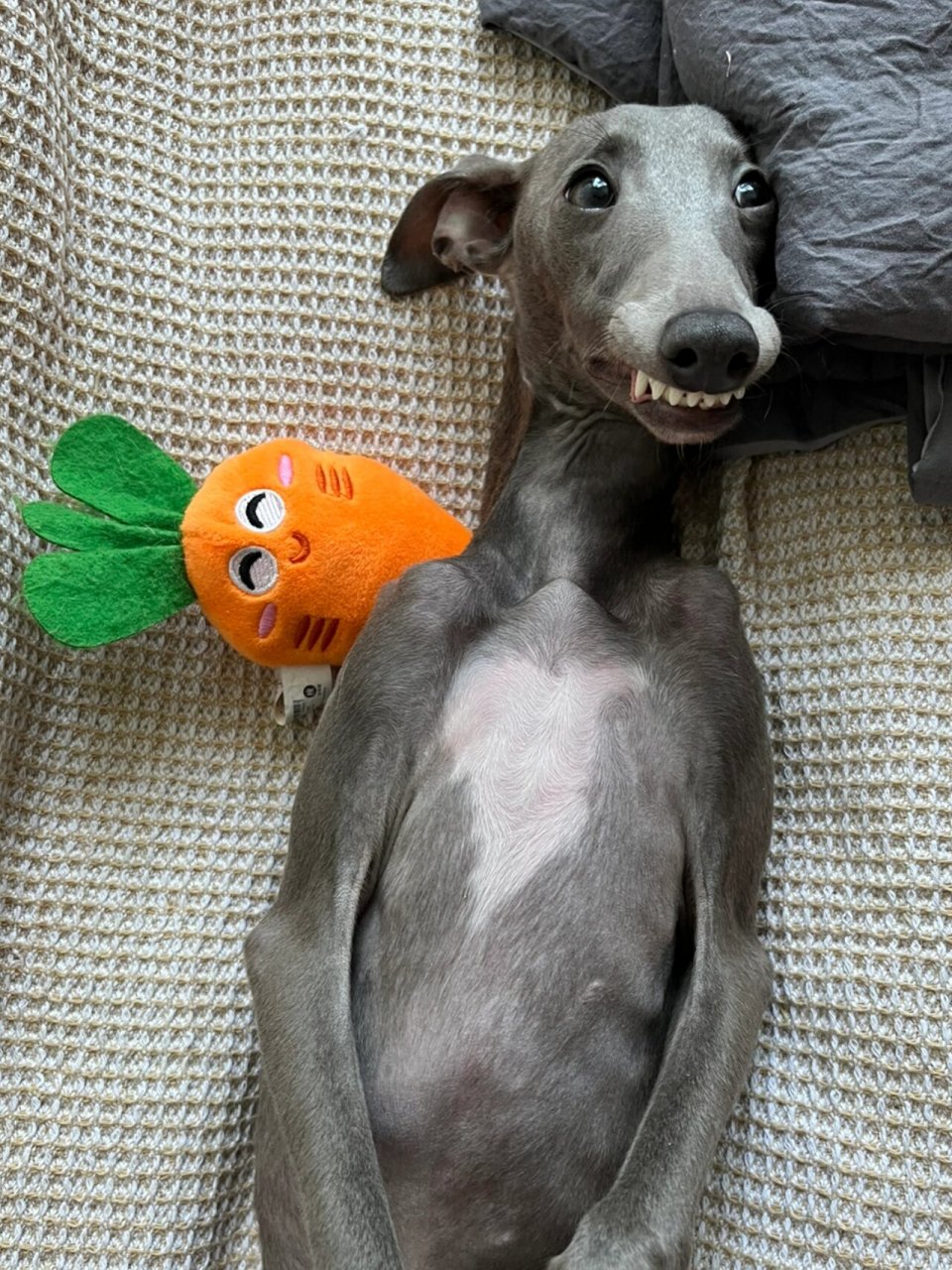 传说中的假笑小狗!