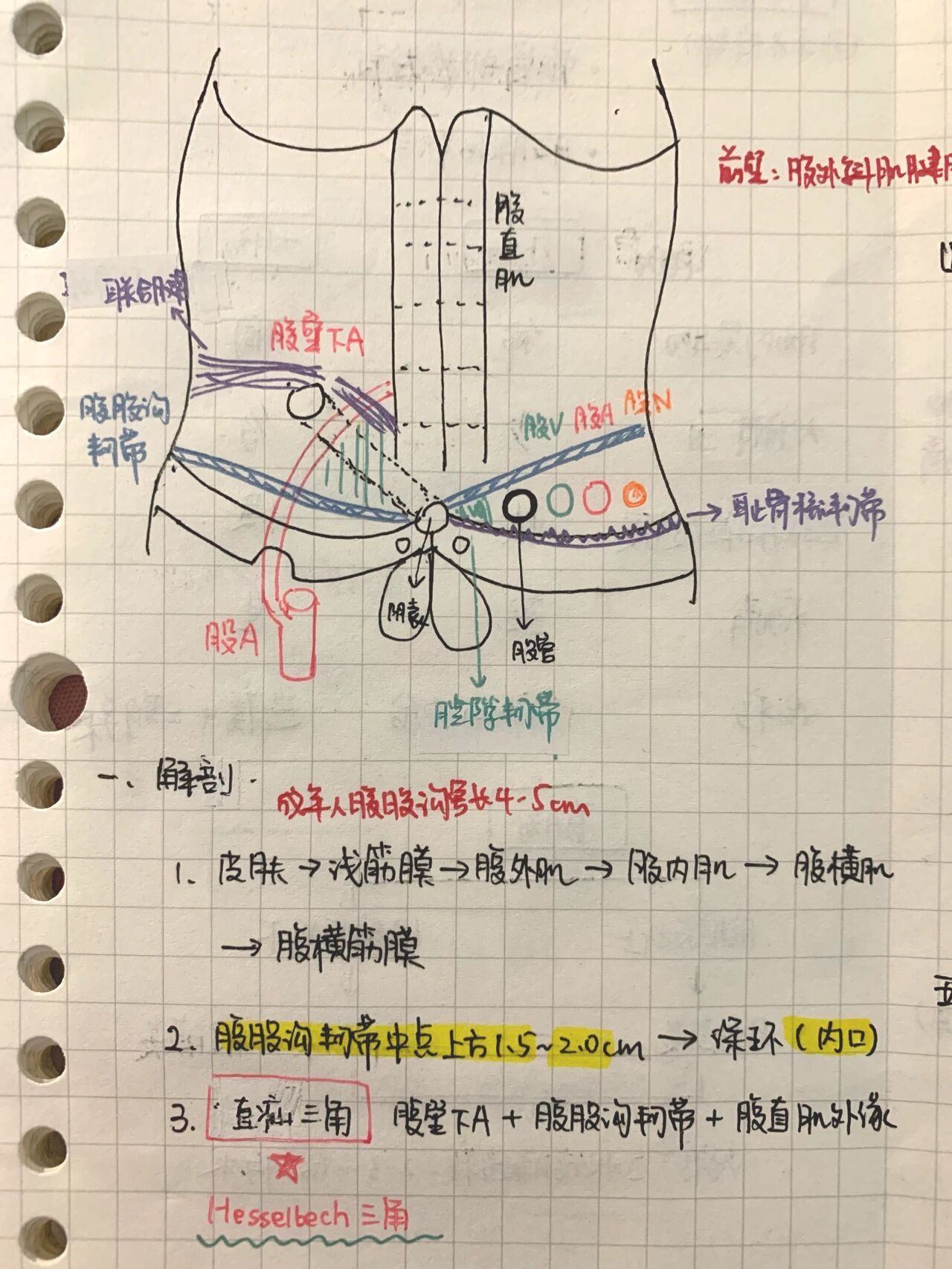 腹股沟斜疝和直疝图解图片