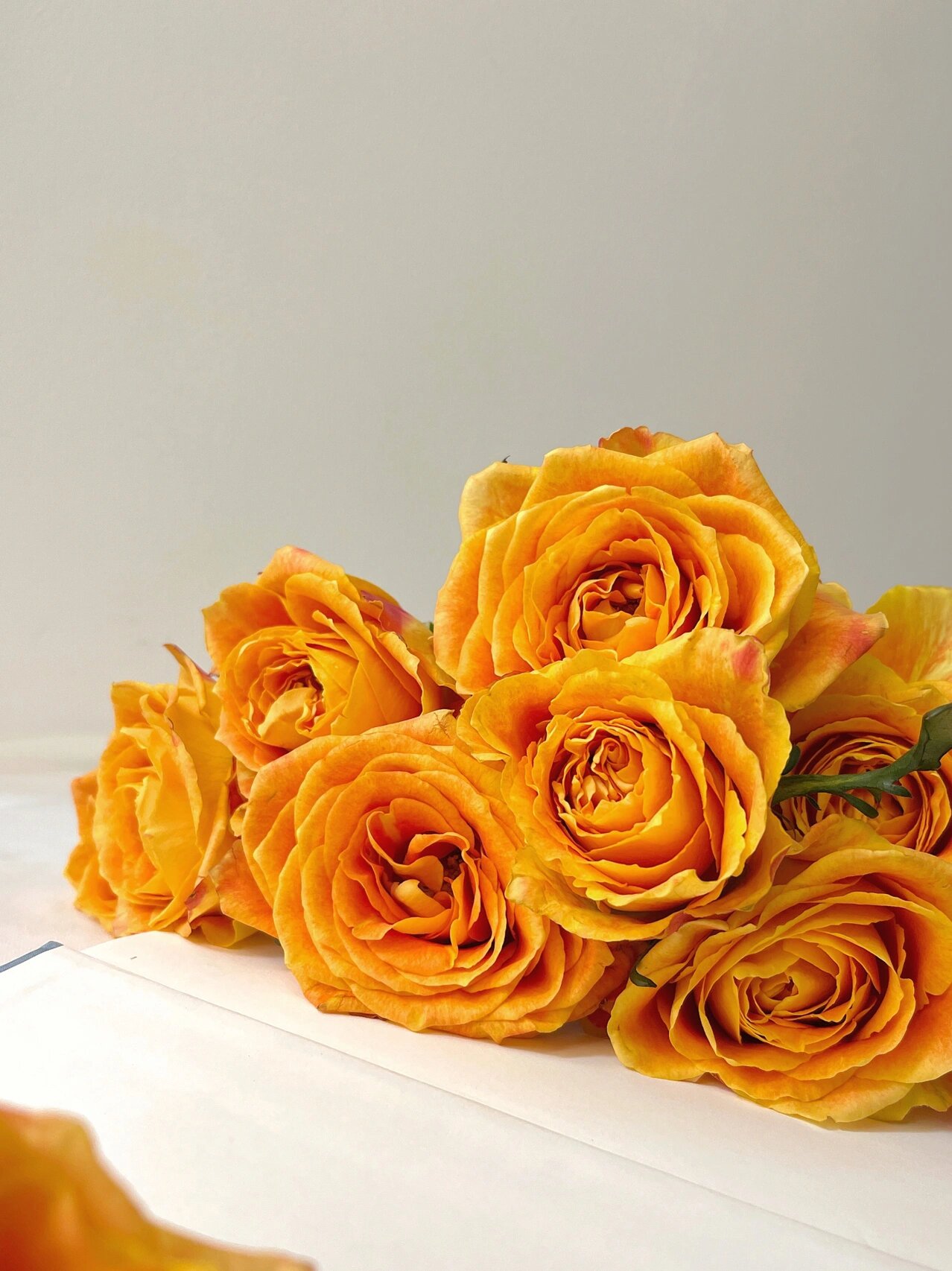 94鲜花中"爱马仕"欢乐颂玫瑰|附养护方法6015 94欢乐颂玫瑰