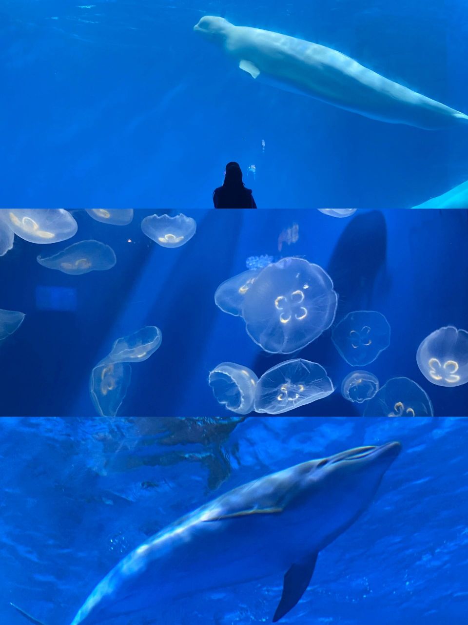 成都极地海洋公园攻略95无滤镜直出图都好美 又来海洋公园看鲸鱼