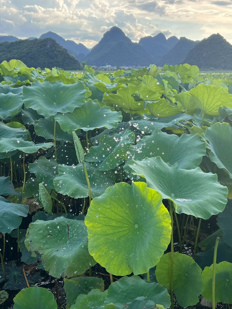 普者黑|荷花是夏天的文案 第三次来普者黑了 为什么这么中意普者黑呢?