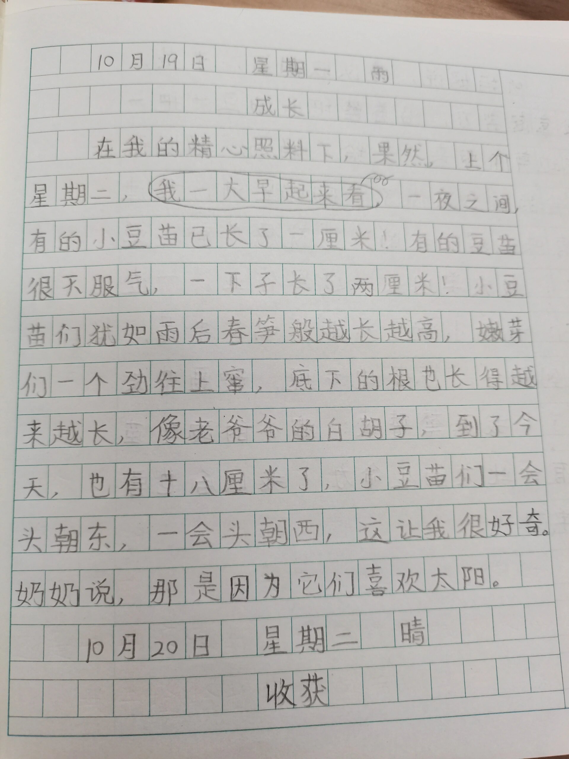 实践类作文:豌豆苗成长记@静巷繁华的动态