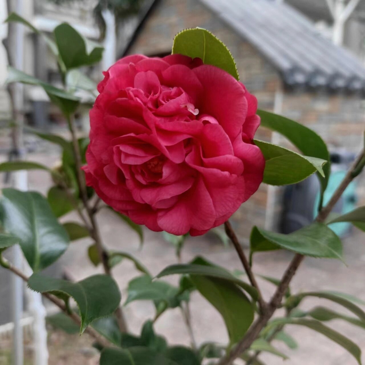 火瀑布茶花开花图片图片